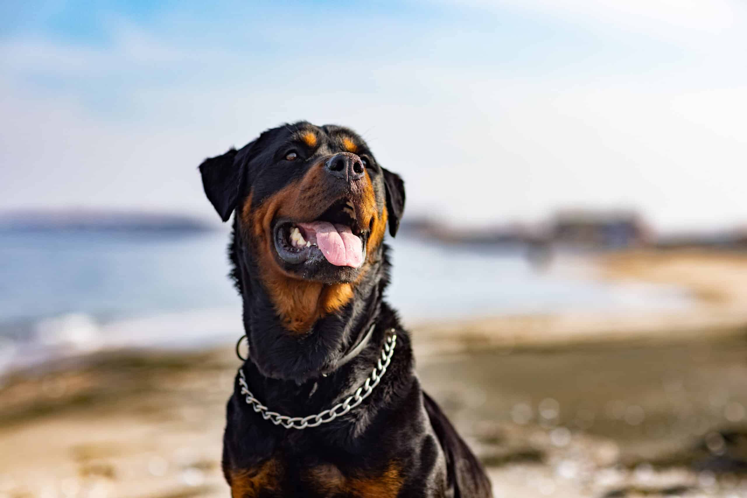 Common rottweiler health problems