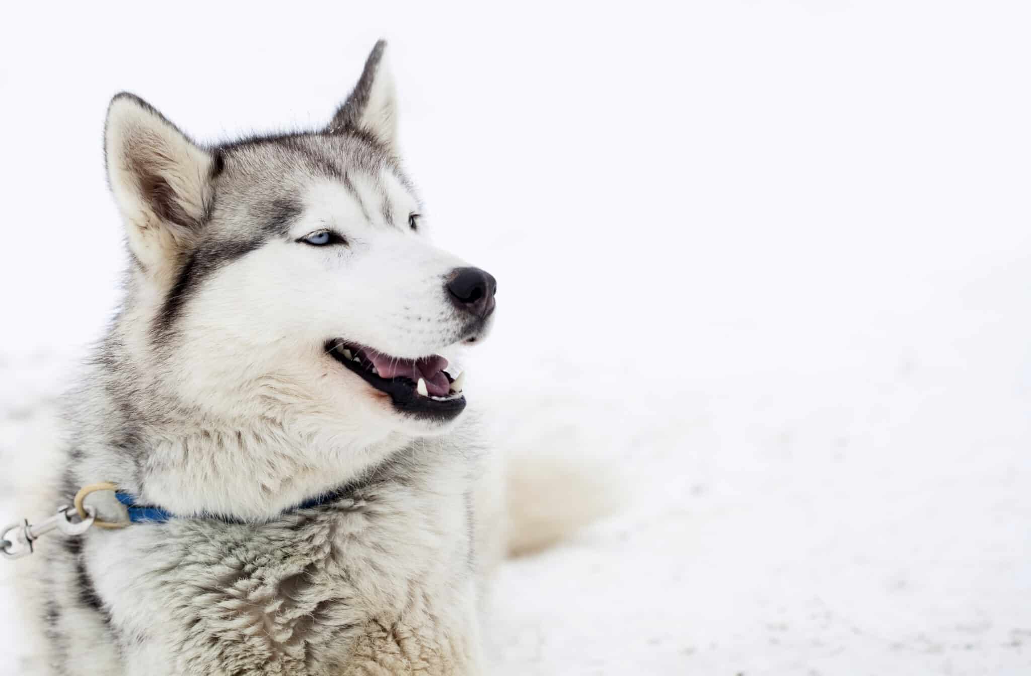 Can a husky puppy sleep outside?