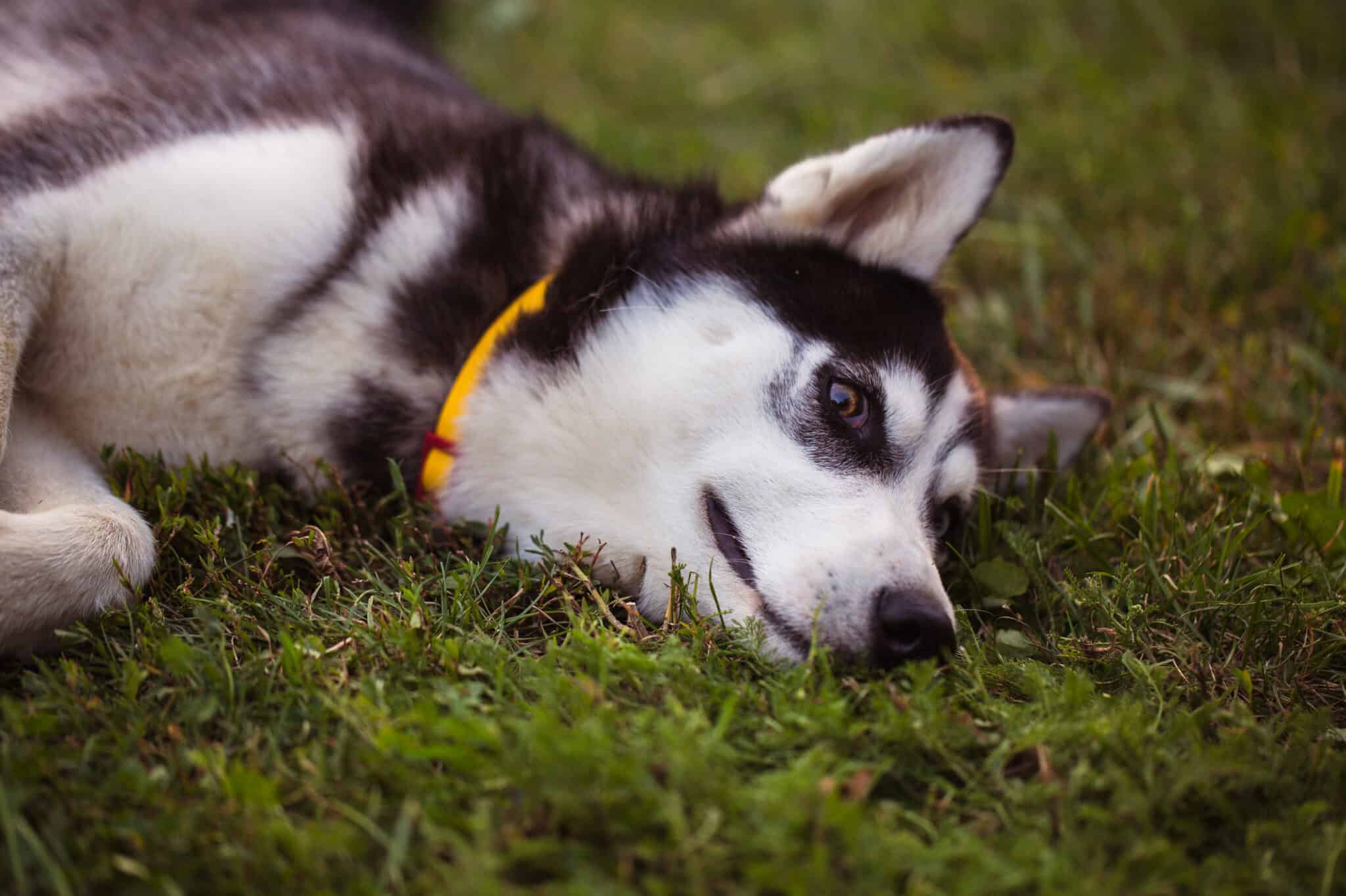 How much a husky sheds