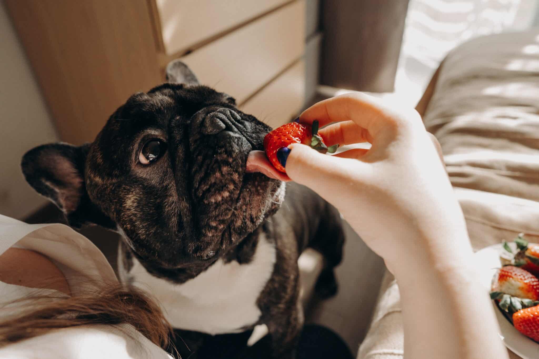 Are mock strawberries bad for dogs?
