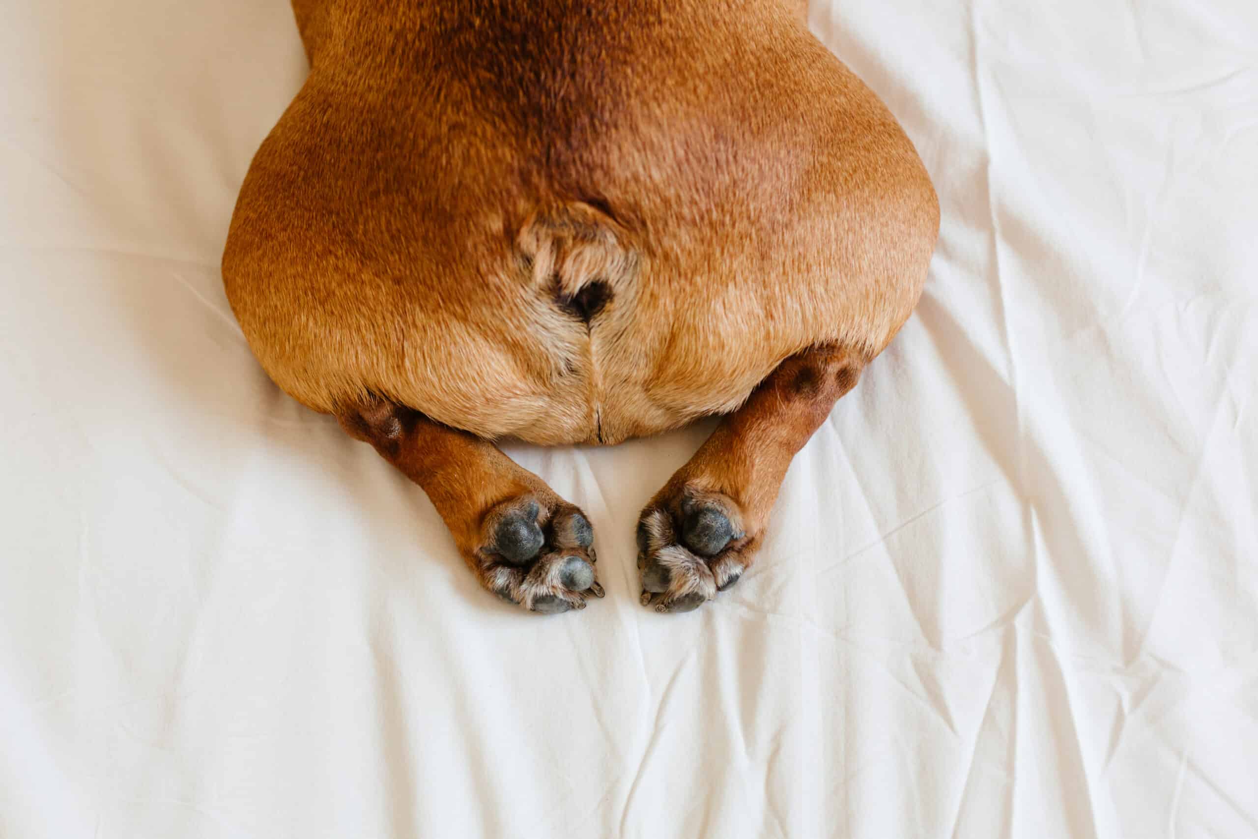 Why Do Dogs Have Swirls on Their Bum?