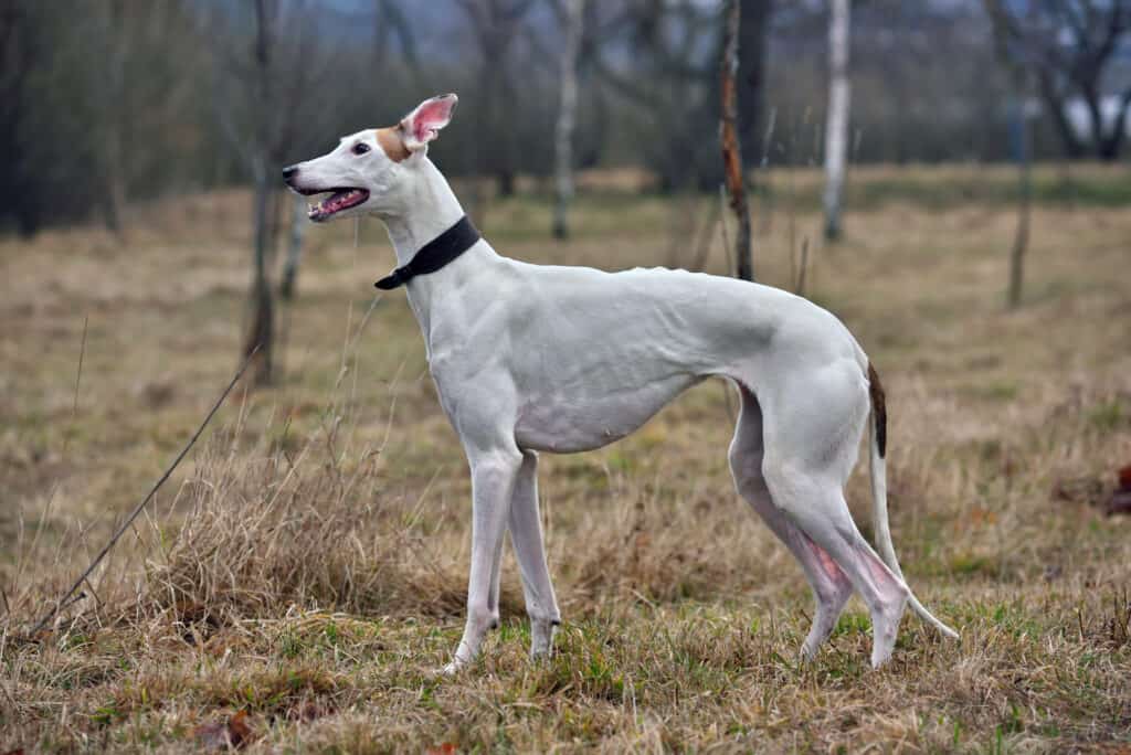 white tip tail dog - greyhound