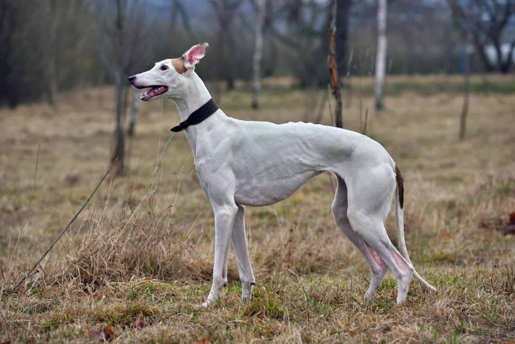 white tip tail dog - greyhound