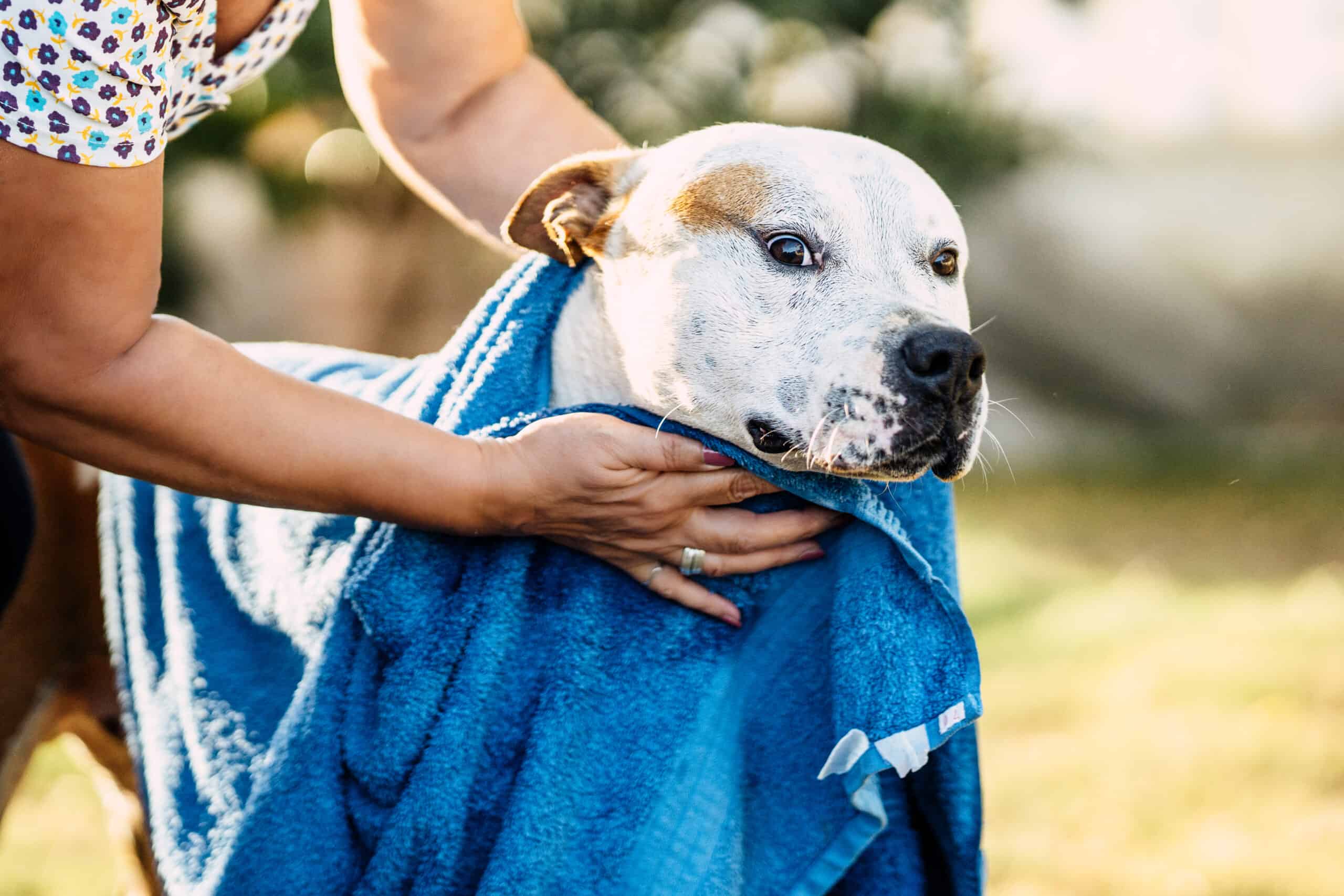Is it necessary to dry dog after bath?