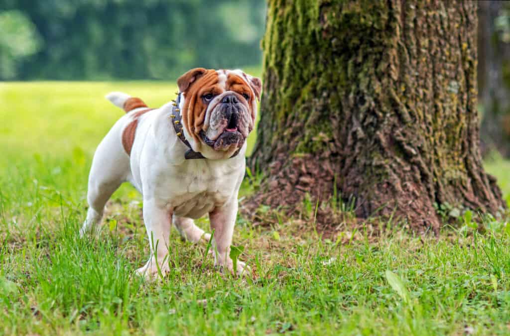 white tip tail dog - Bulldog