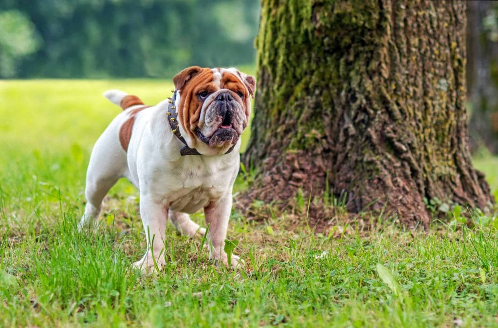 white tip tail dog - Bulldog