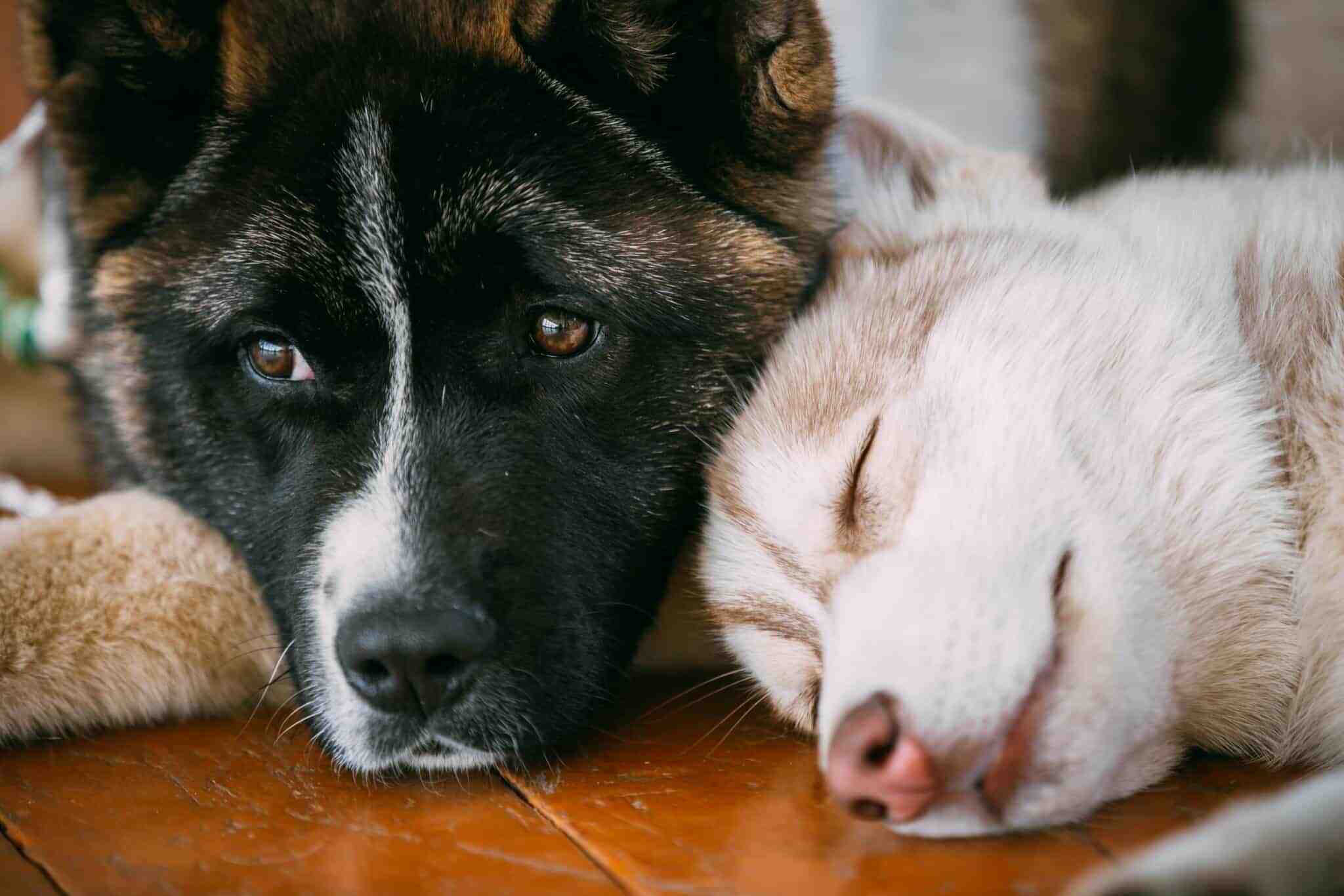 Akita vs Husky