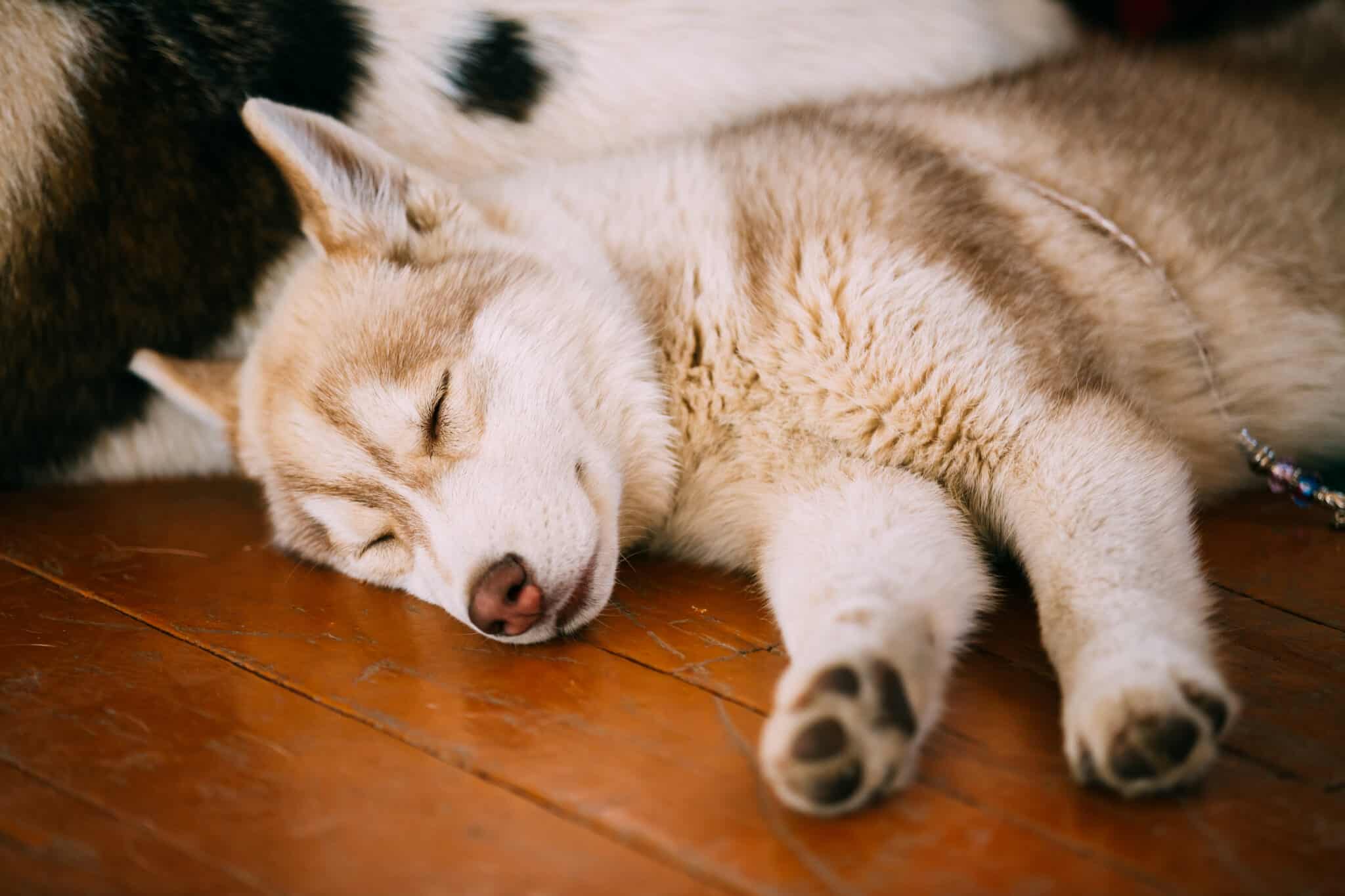 Do husky puppies sleep a lot?