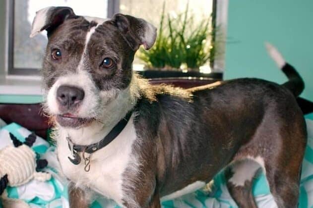 Pitbull mix with Schnauzer!