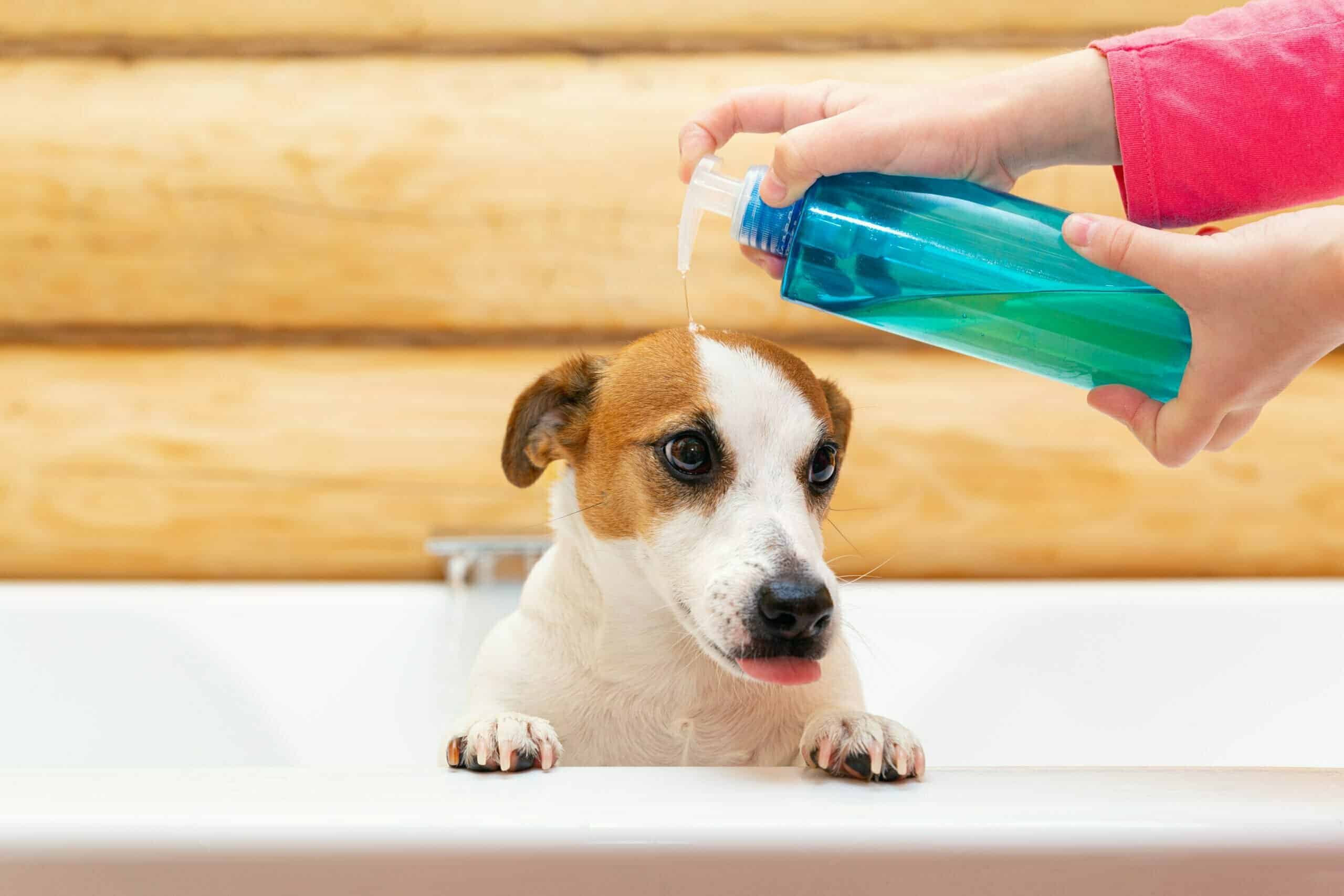 Dog shampoo dilution system