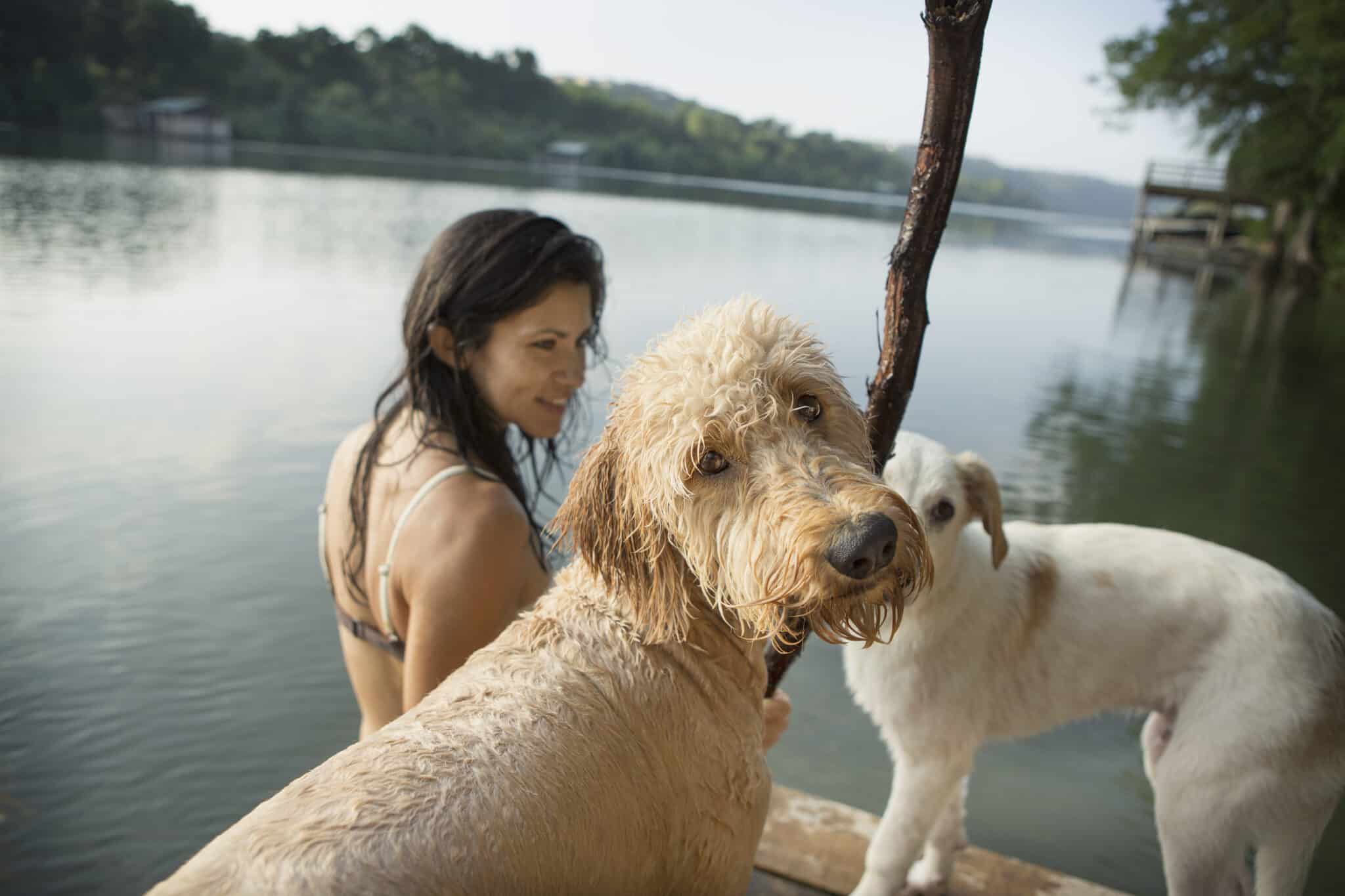 Dog panics when owner jumps in water