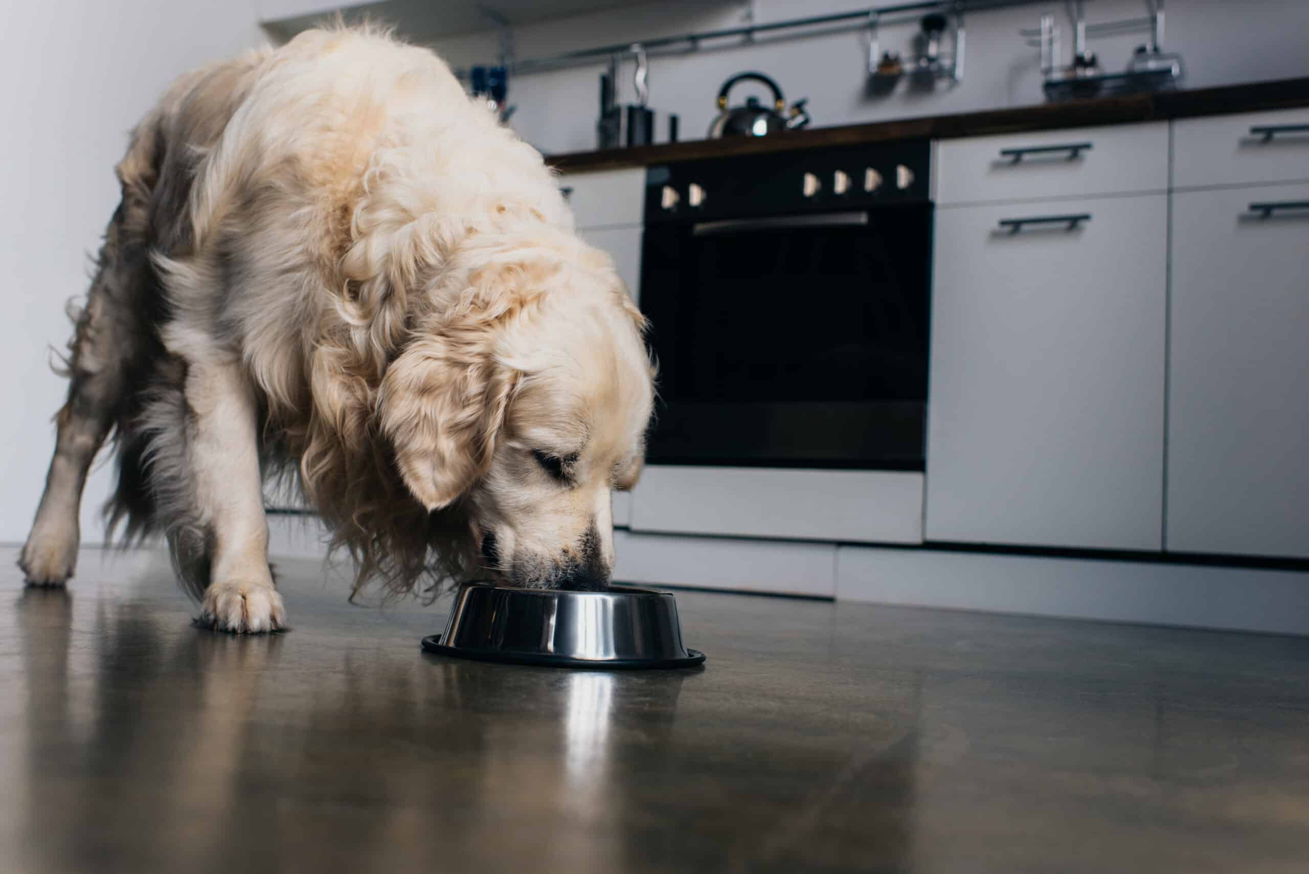 The right food for a senior dog