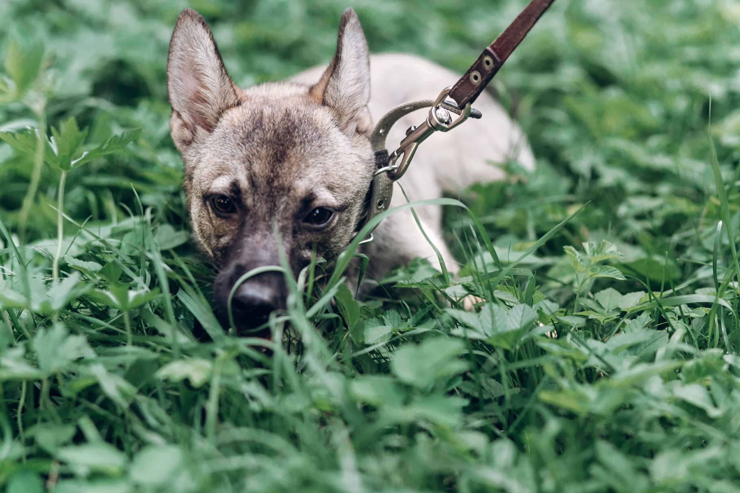 Do dogs eat grass when they are sick?