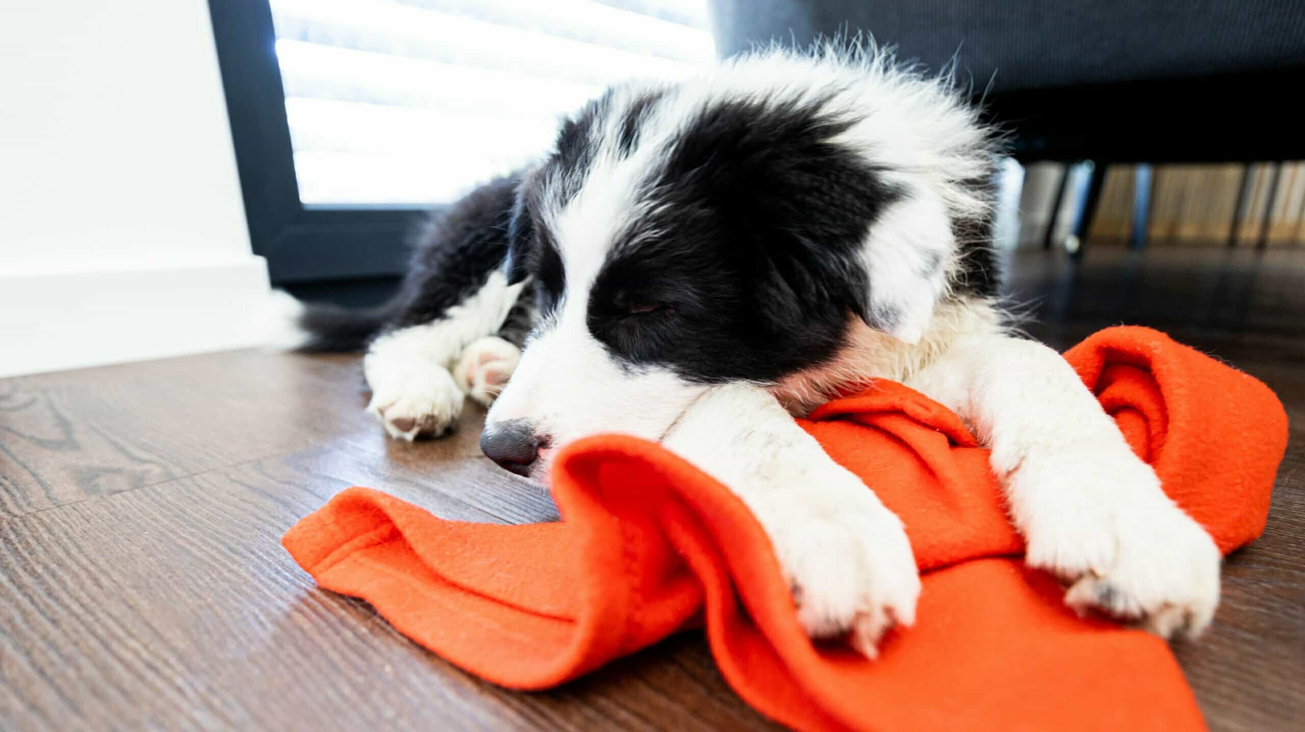 Do Border Collies need coats in winter?