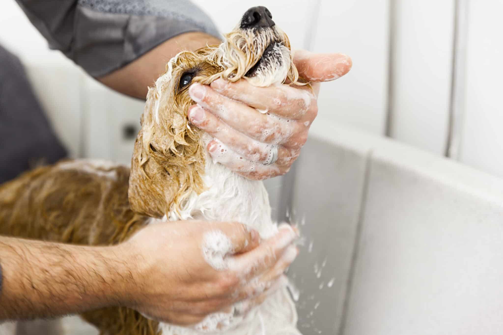 Can I bathe my dog after mating?