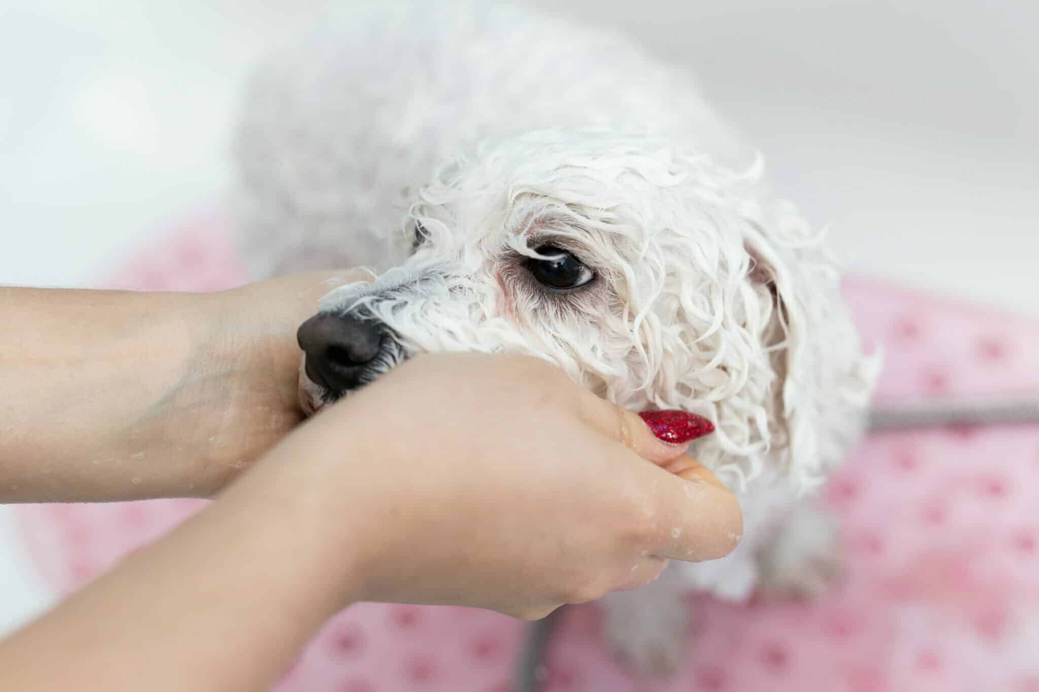 How to choose the right shampoo for your dog