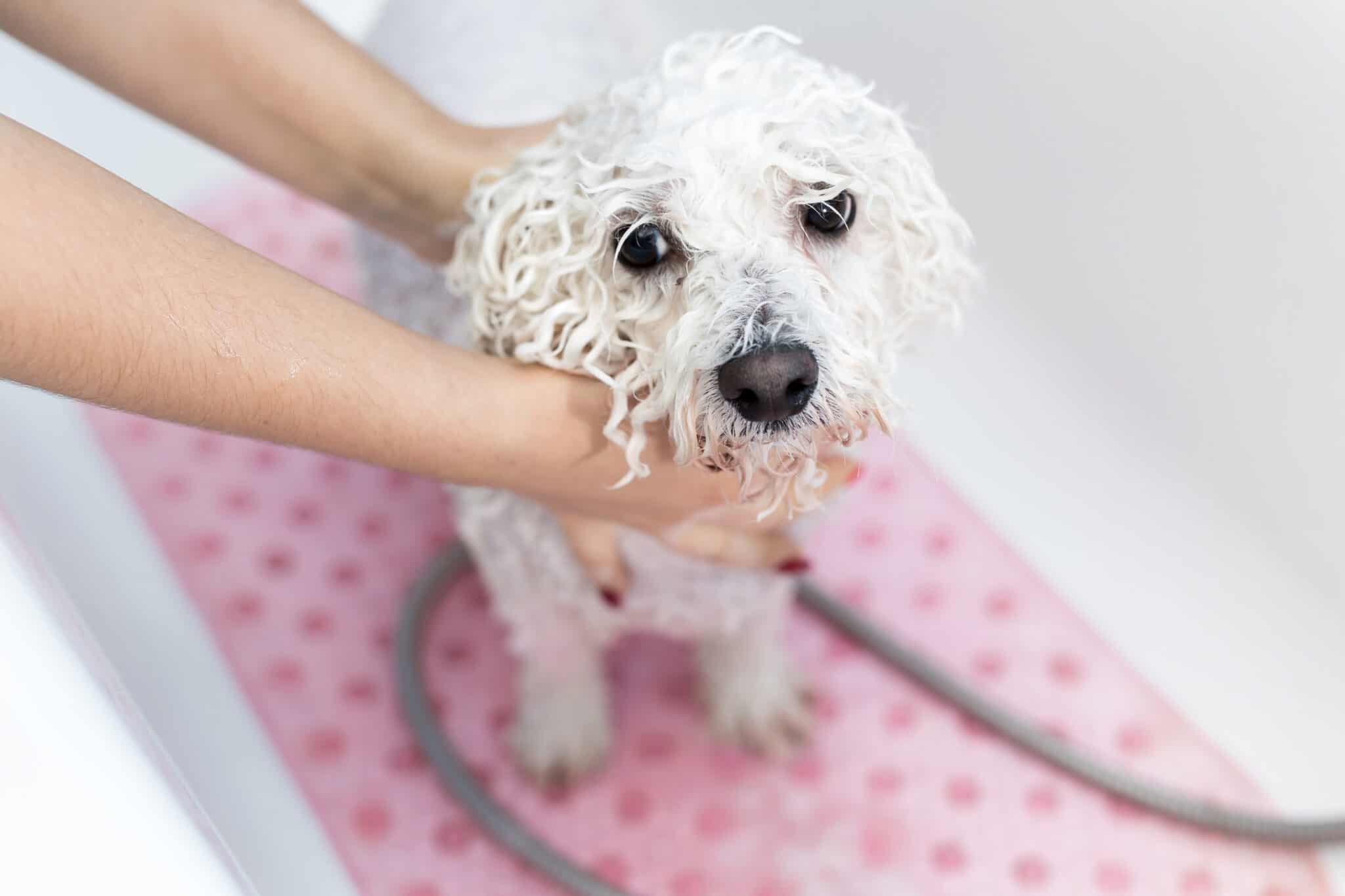 How to Bathe a Dog After Mating Safely