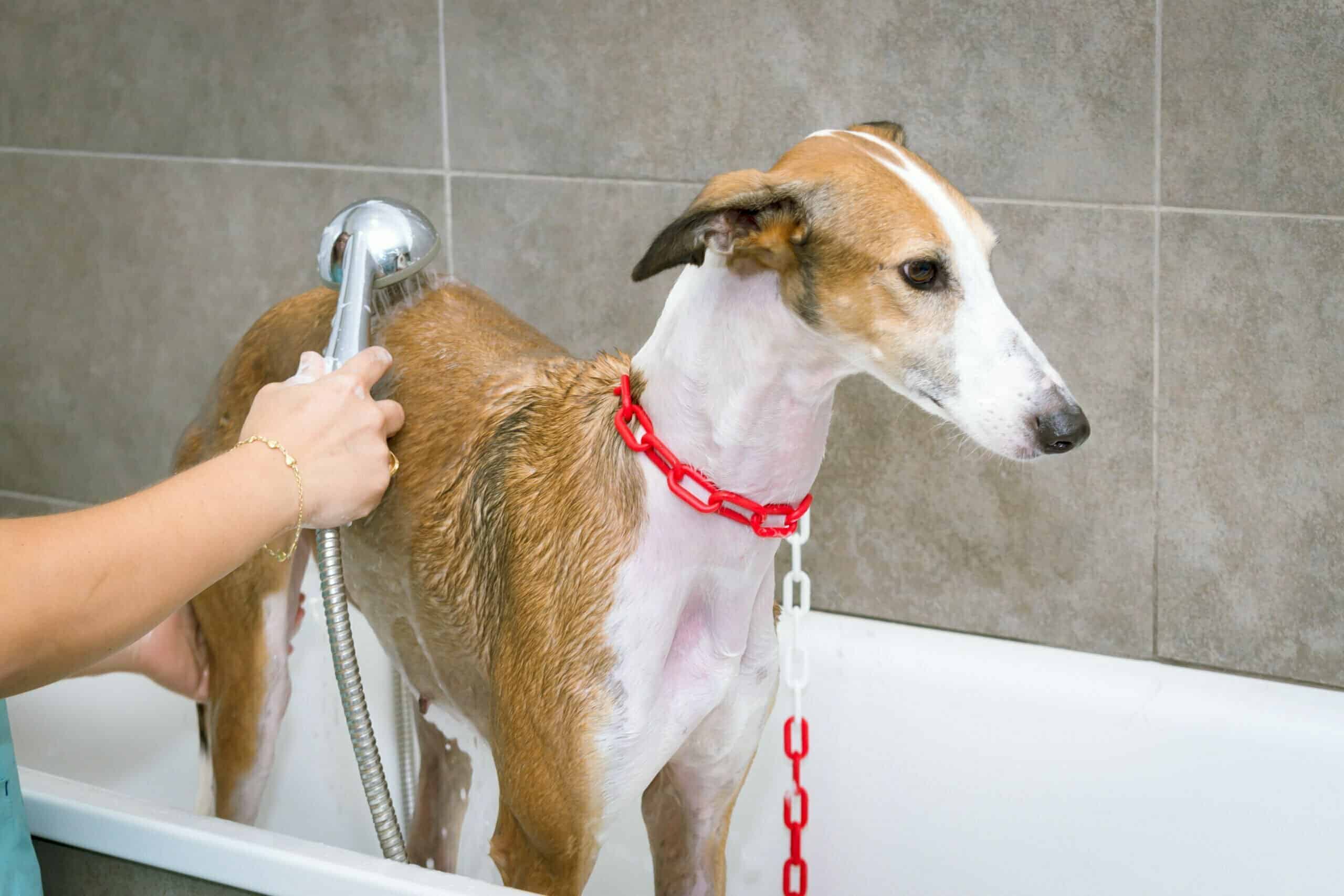 Concentrated vs. non-concentrated dog shampoos