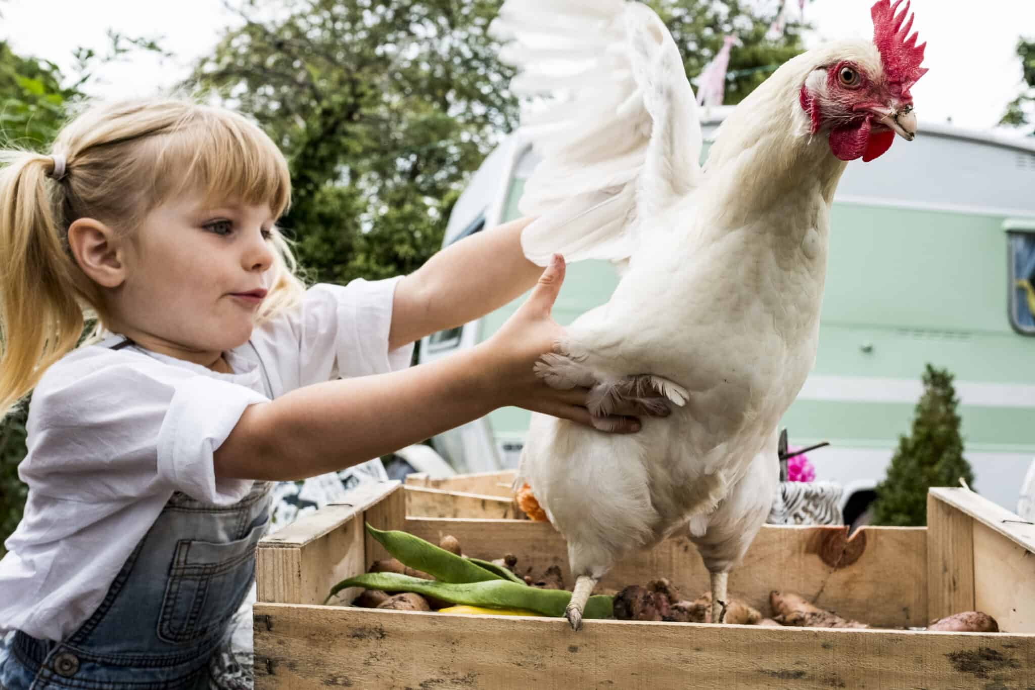 Chickens Can Be Stressed With a Husky Around