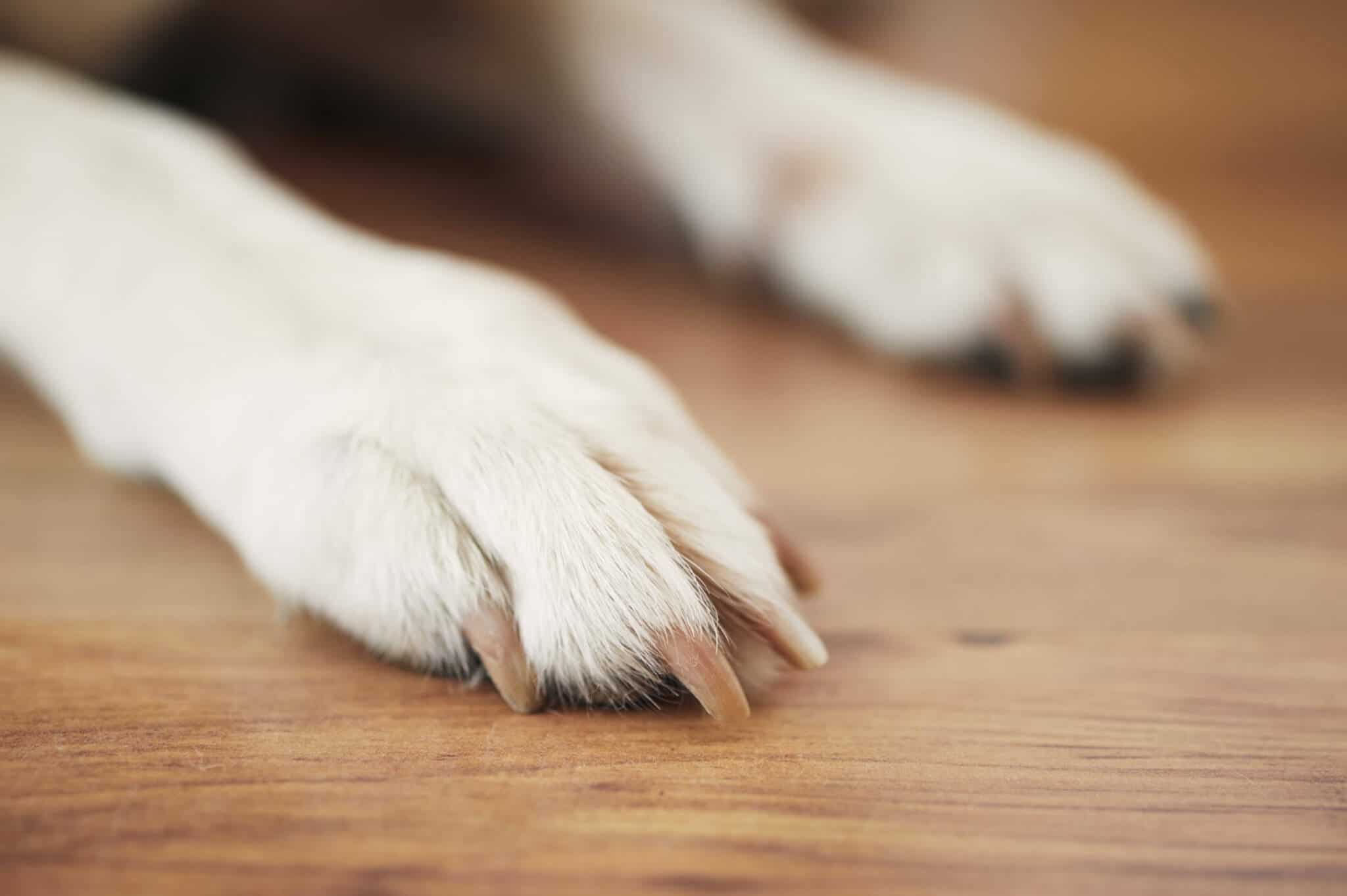 How to Quiet Dog Nails on Floor?