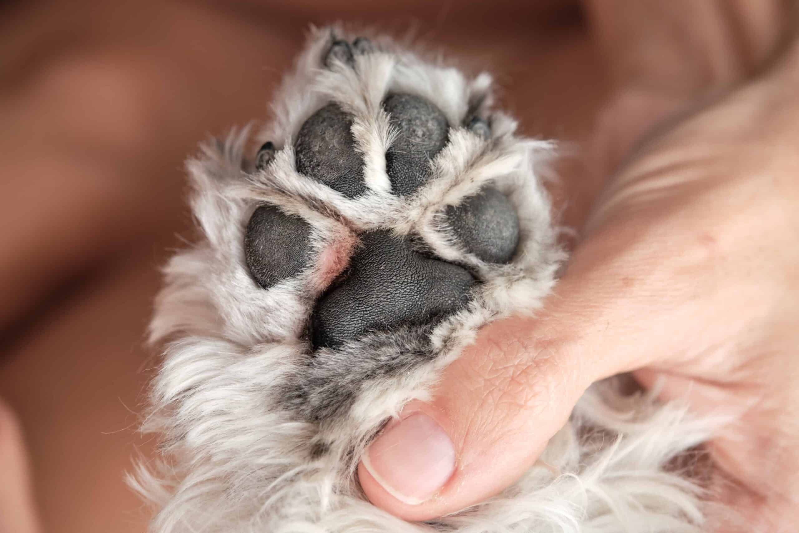 How to Keep Dog Nails Quiet on Hard Floors