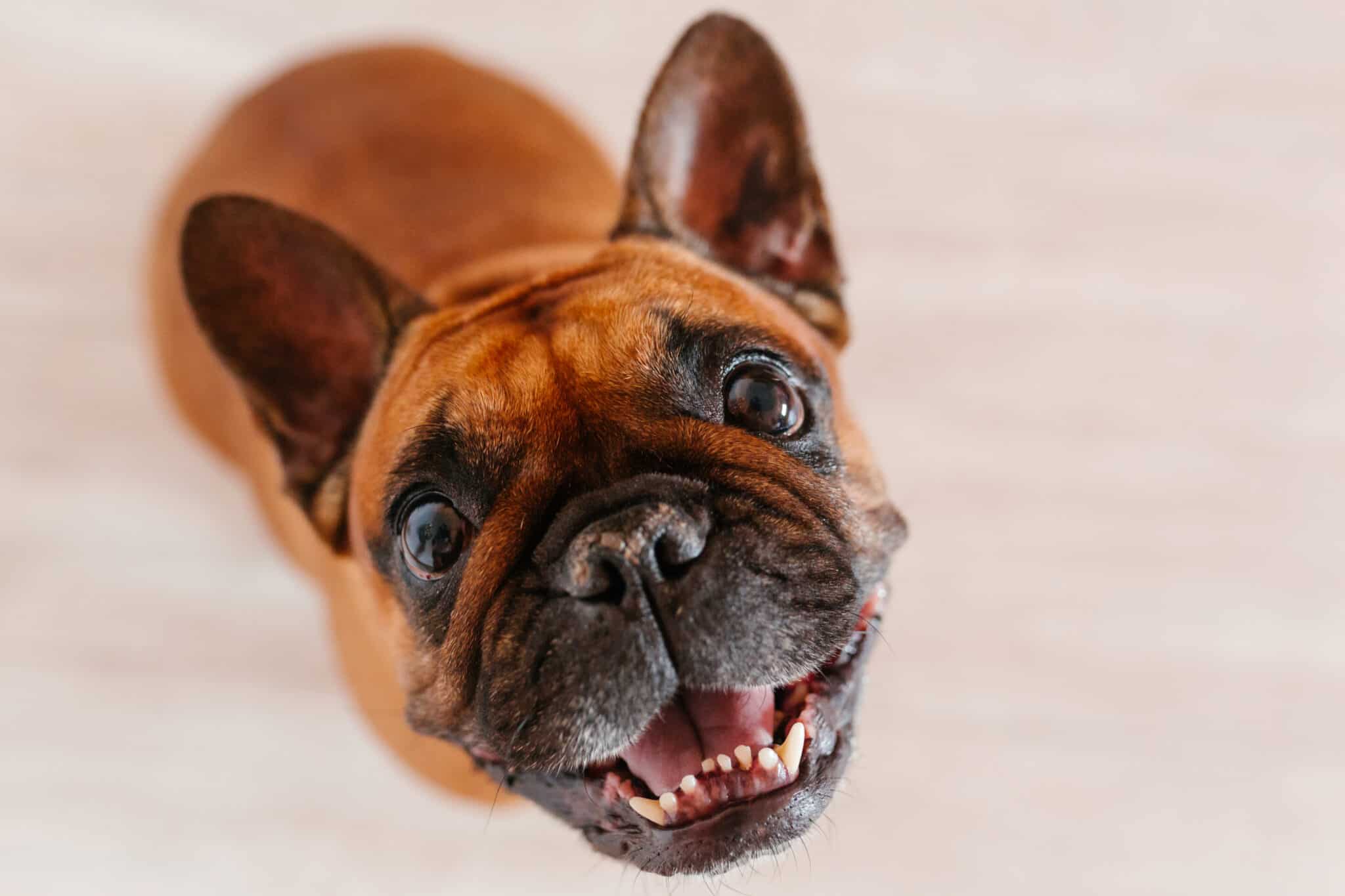 red french bulldog Personality 