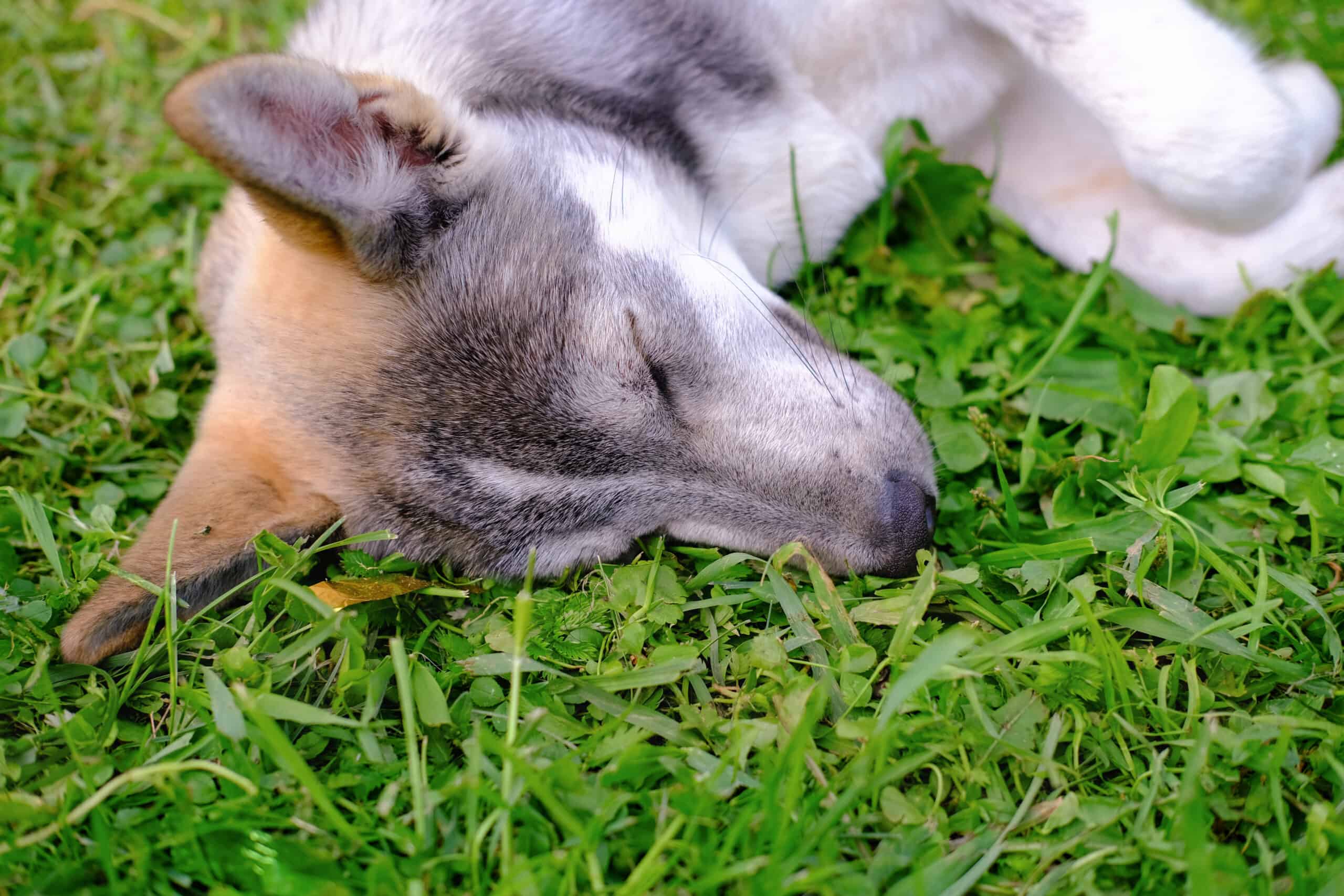 What vitamins do dogs get from eating grass?