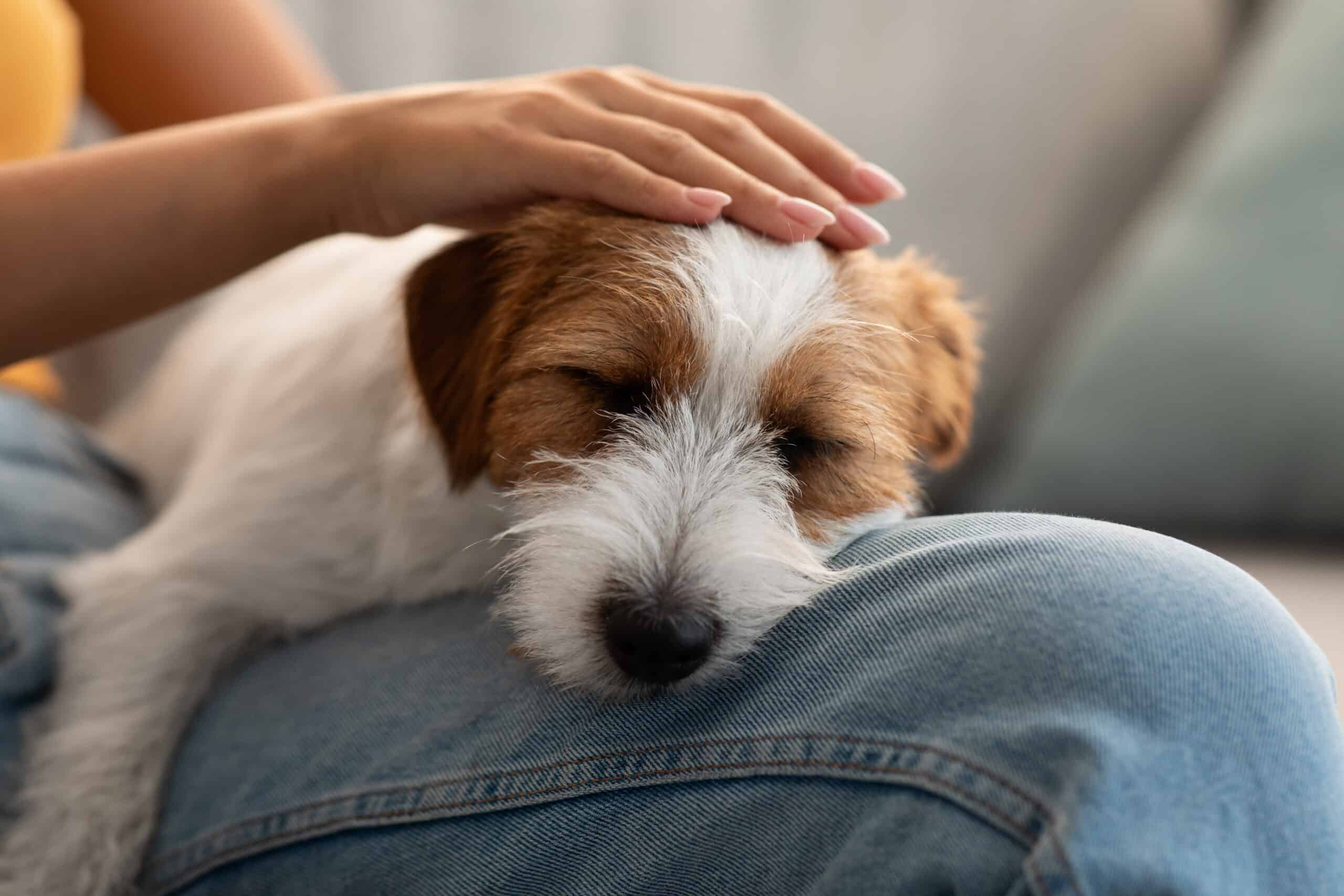 How to Stop Your Puppy From Whining?