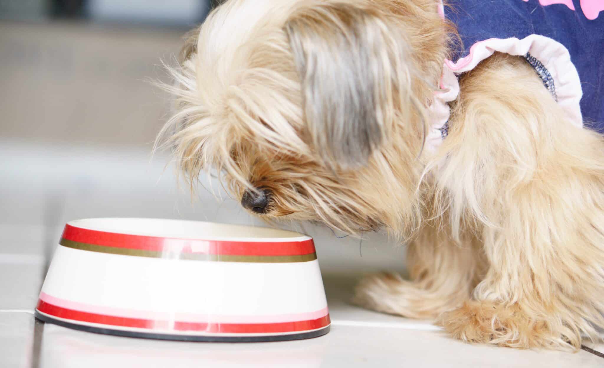 Why it's important to get the right food for your dog