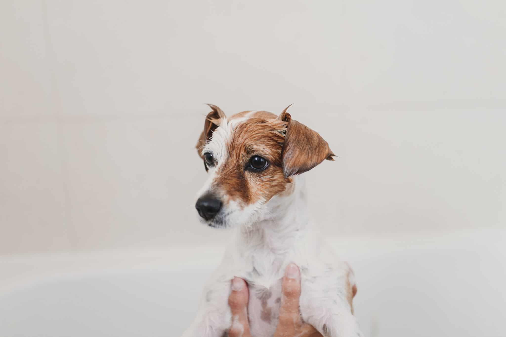 Is Burt’s Bees dog shampoo safe for puppies?