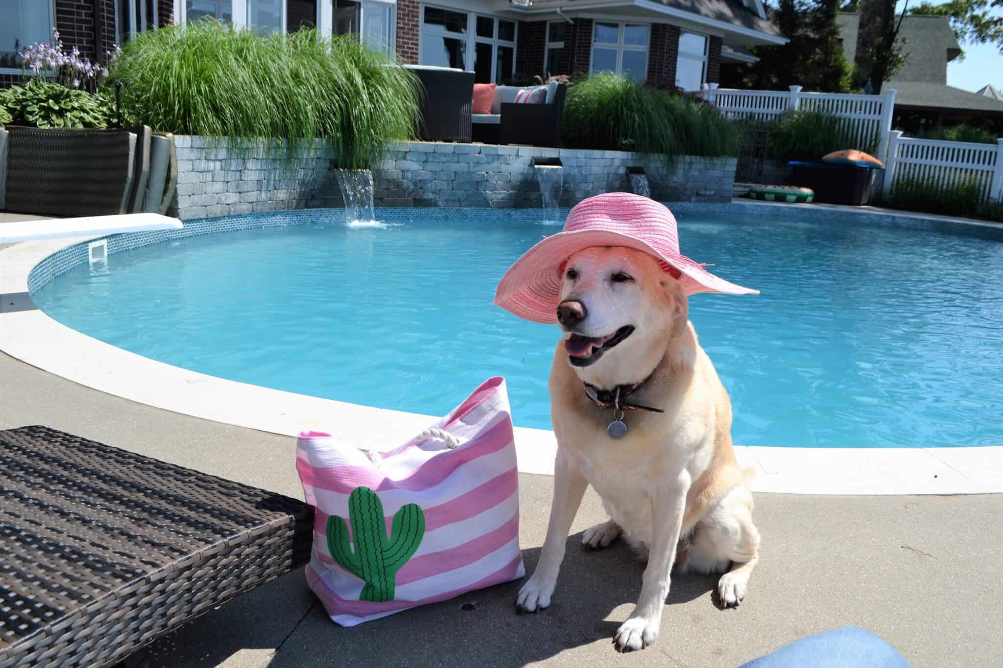 Does Dog Pee in Pool Water Go Away?