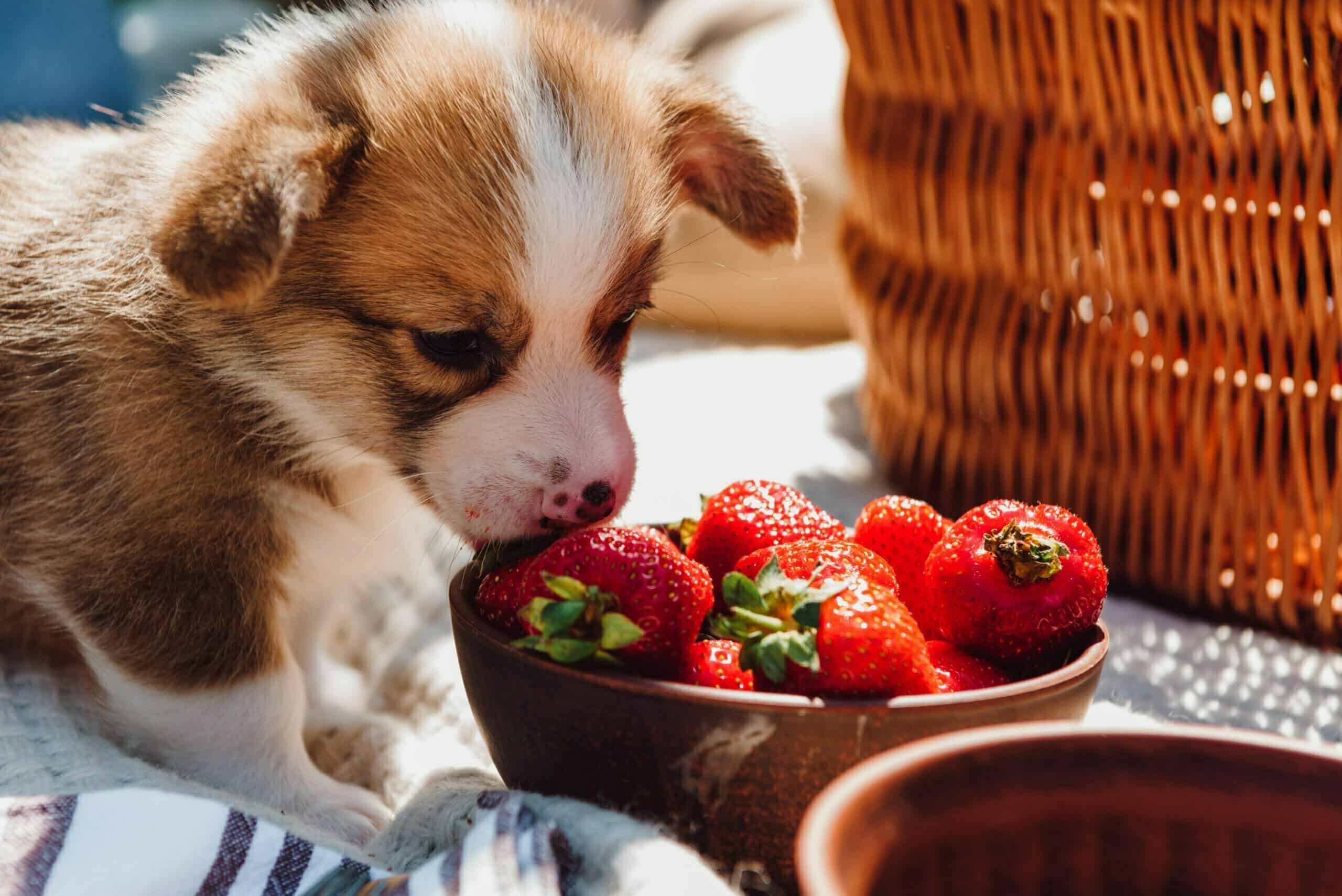 Can Dogs With Kidney Disease Eat Strawberries?