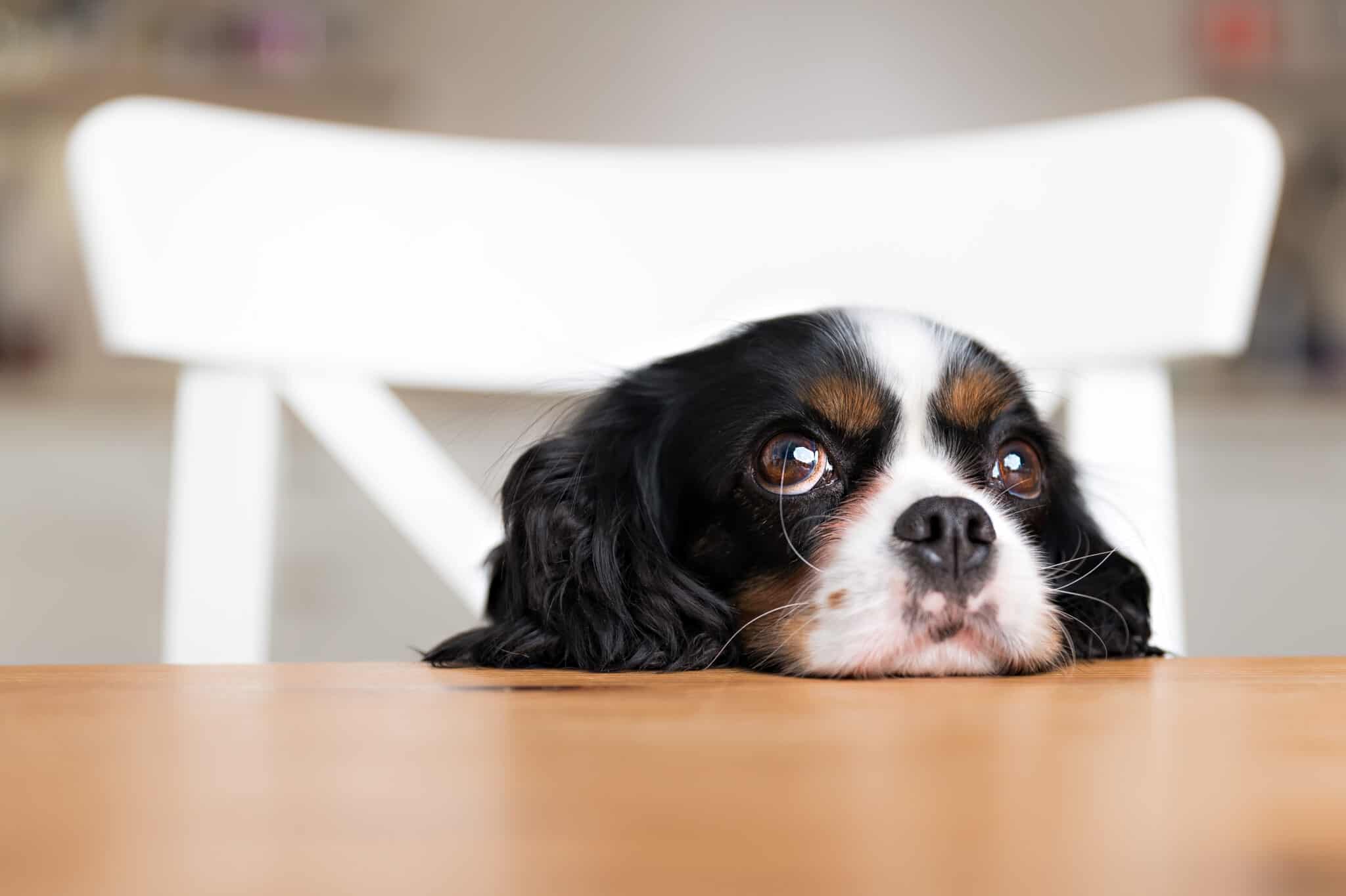 The problem with feeding large breed food to smaller dogs