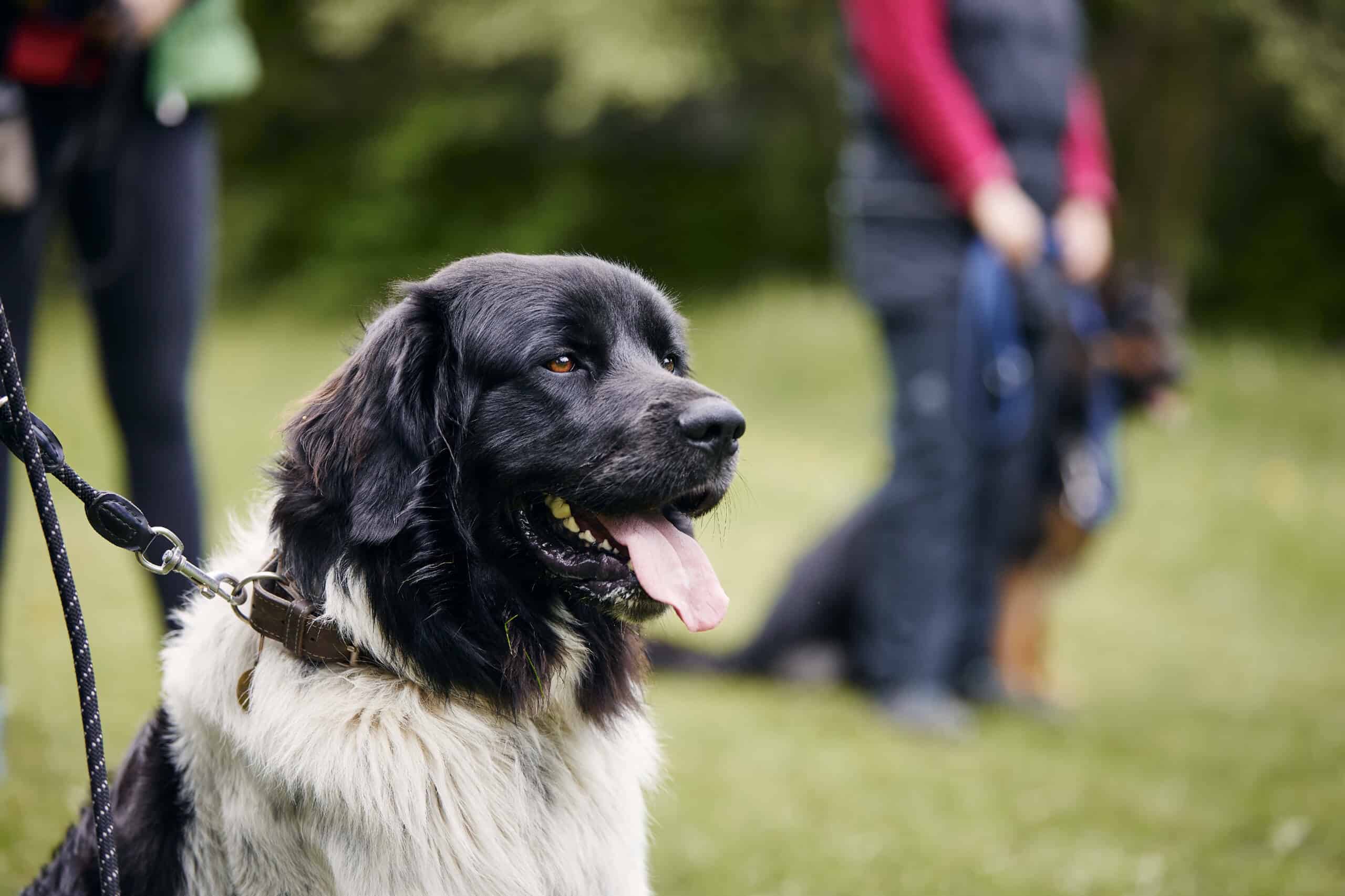 The Benefits of Using Conditioned Emotional Response in Dog Training