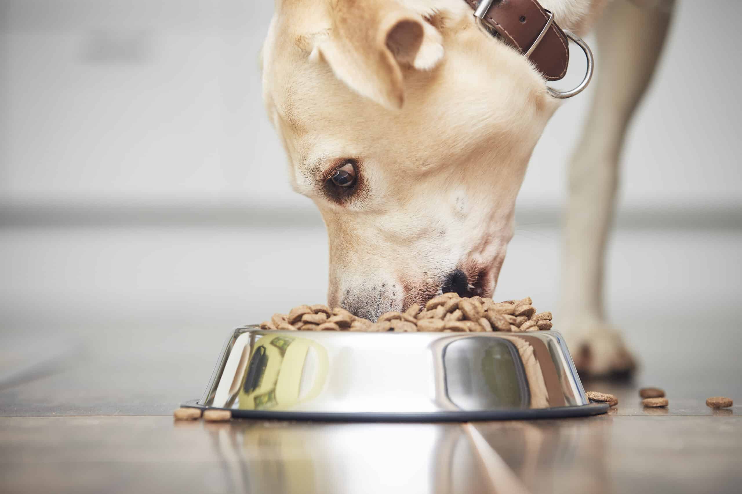 Can puppies eat store senior dog food