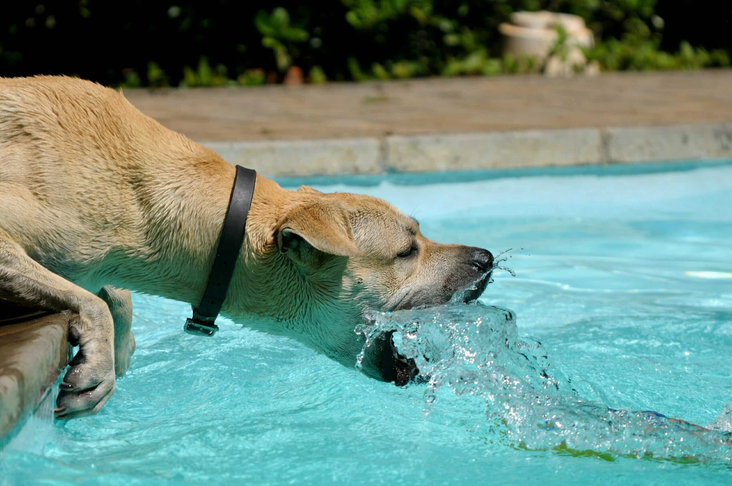 How Can I Stop My Dog From Peeing in the Pool?