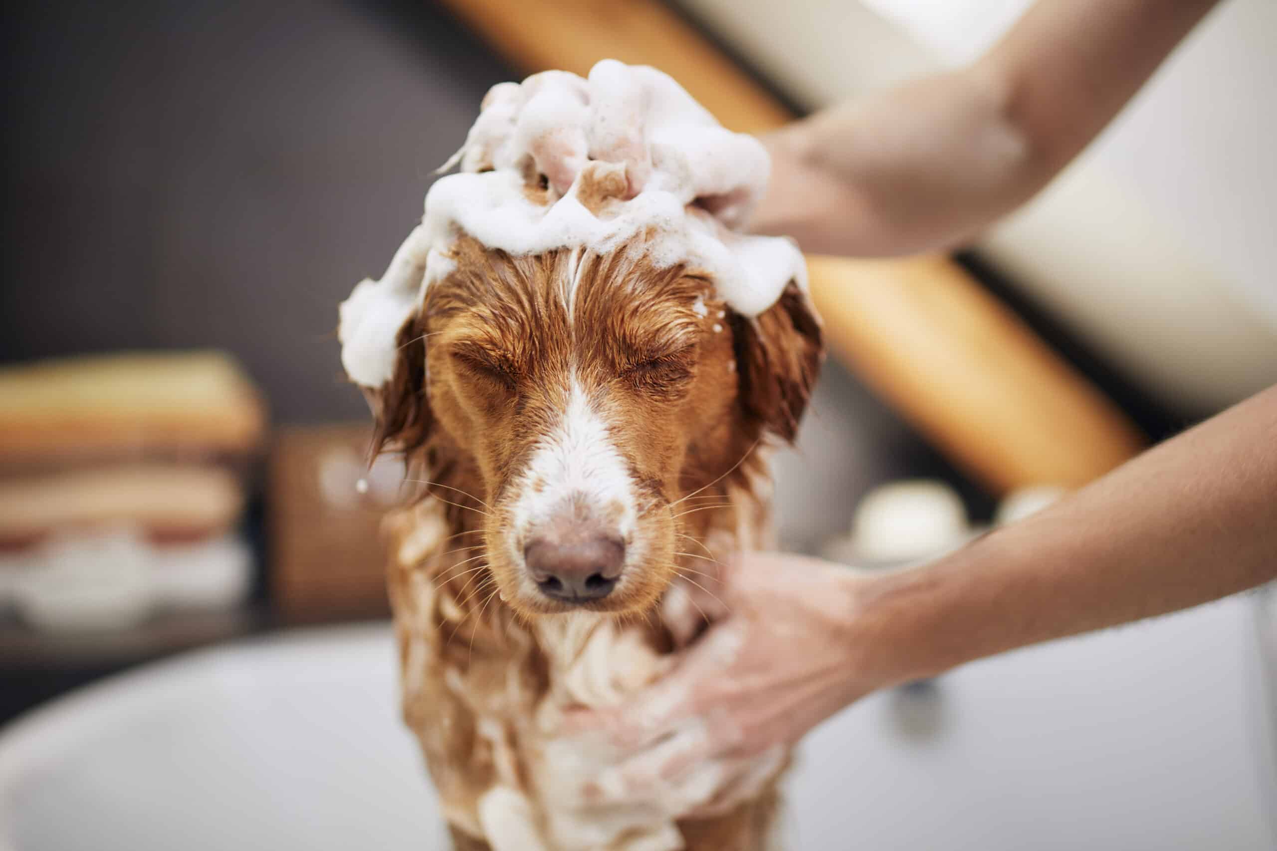 Longest lasting best smelling dog shampoo