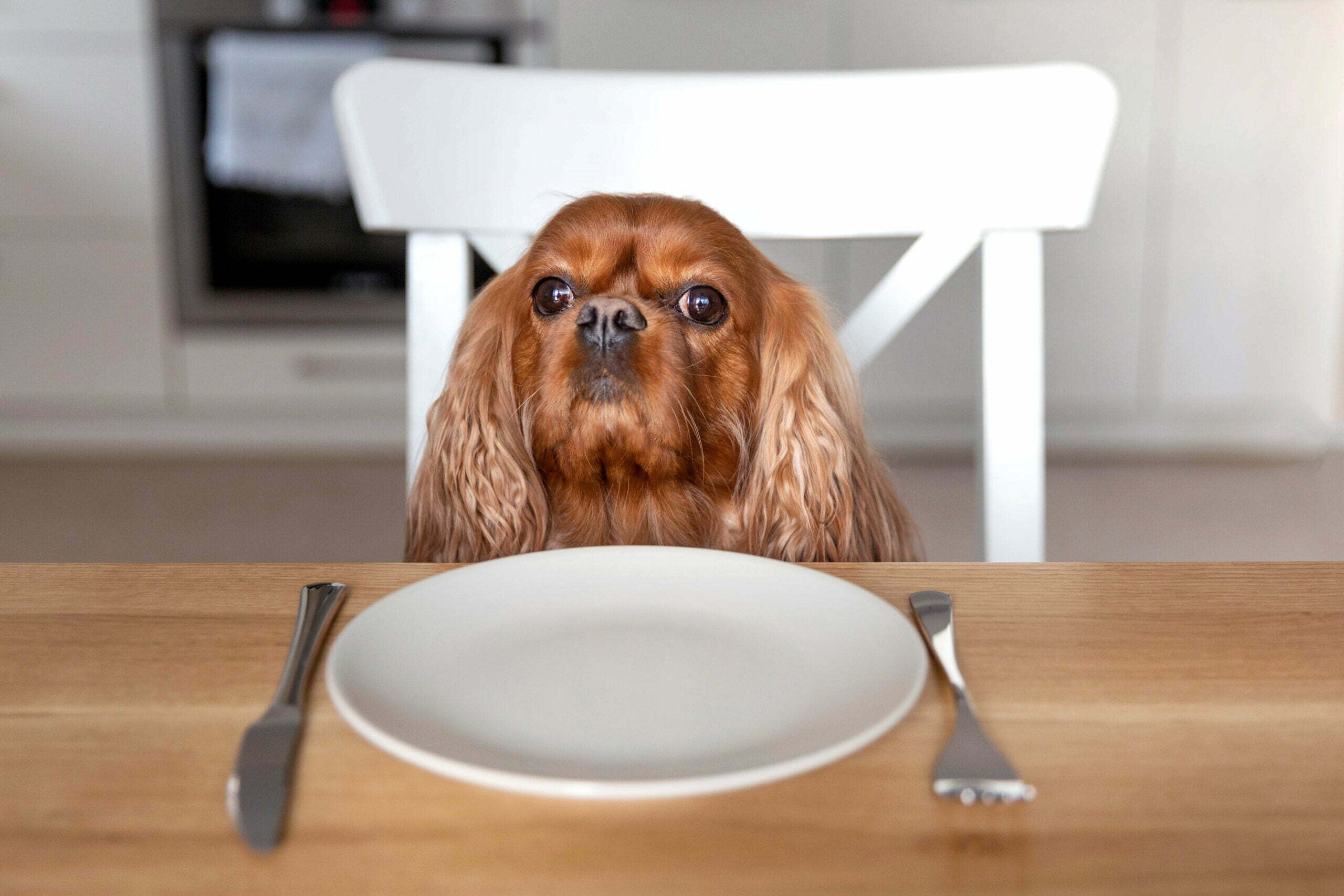 What are some of the common problems associated with feeding dogs the wrong food?