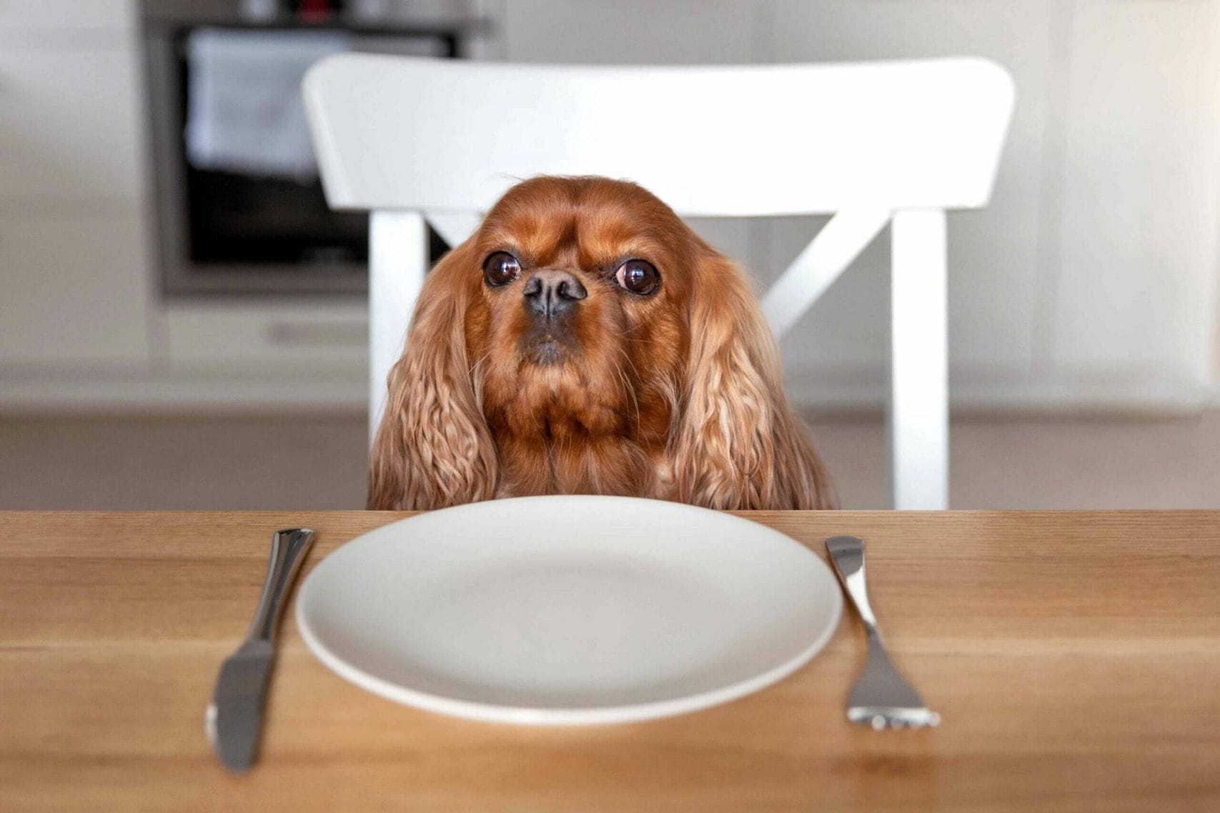 The best dog food to prevent scooting