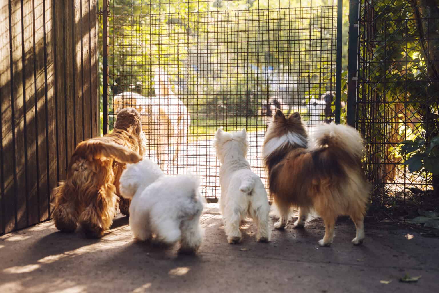 Dog Acting Different After Daycare