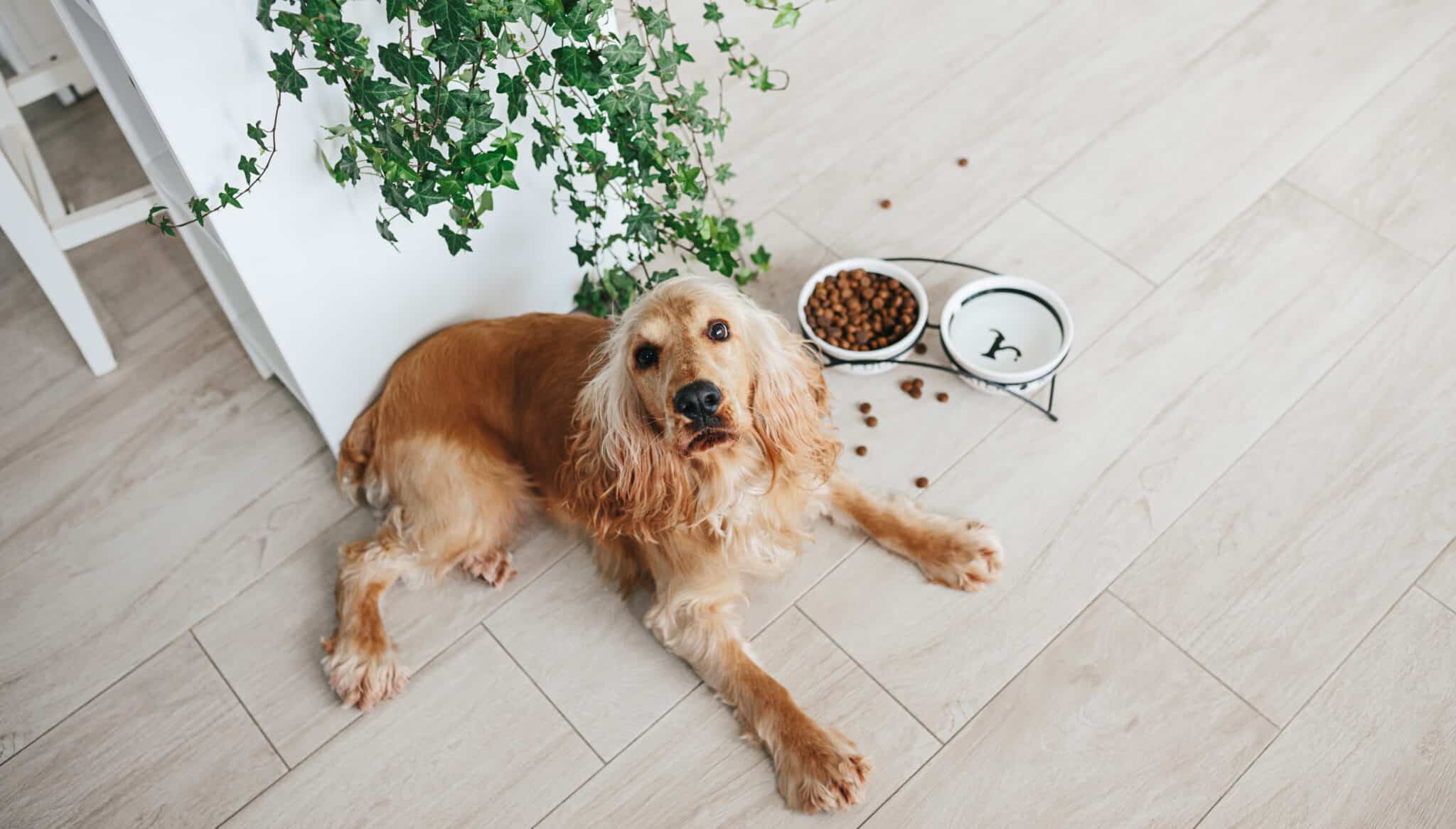 How often to feed a senior dog