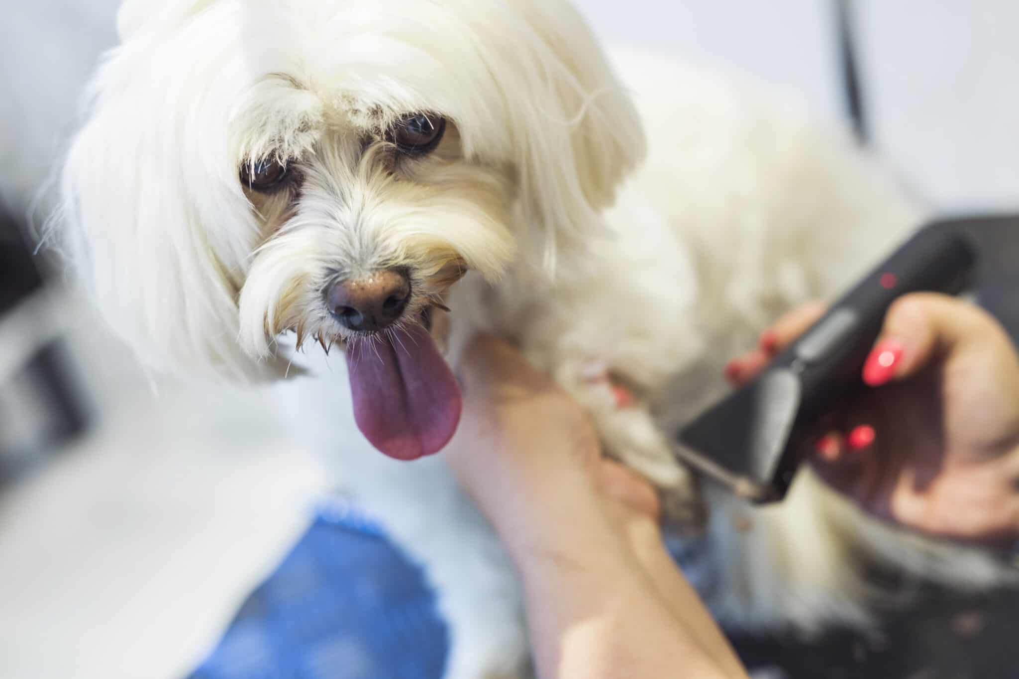 Why is dog grooming vital?