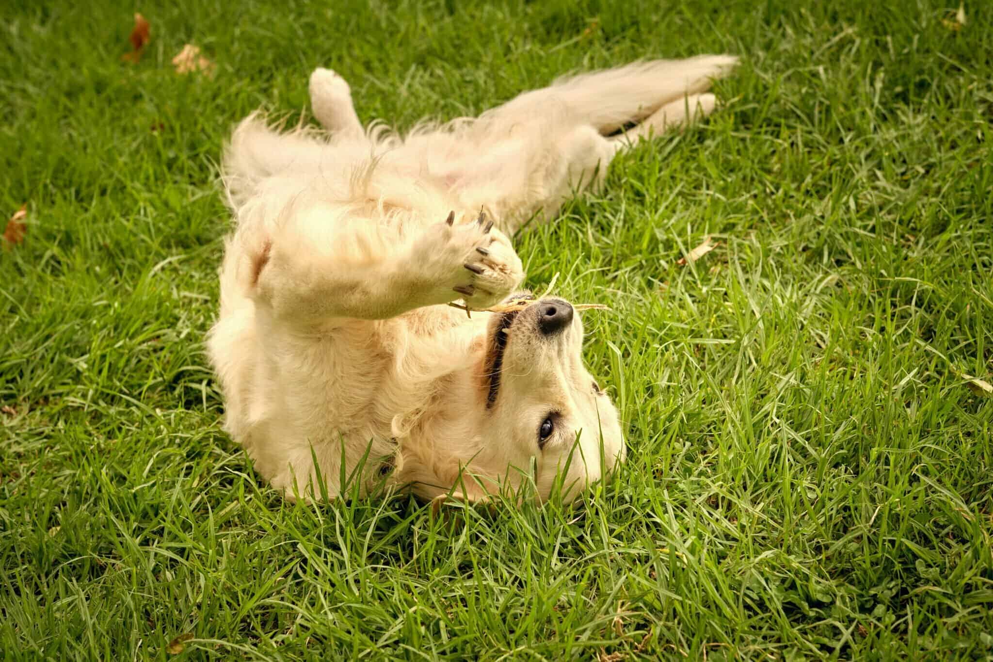 How to Prevent Burrs on Dogs