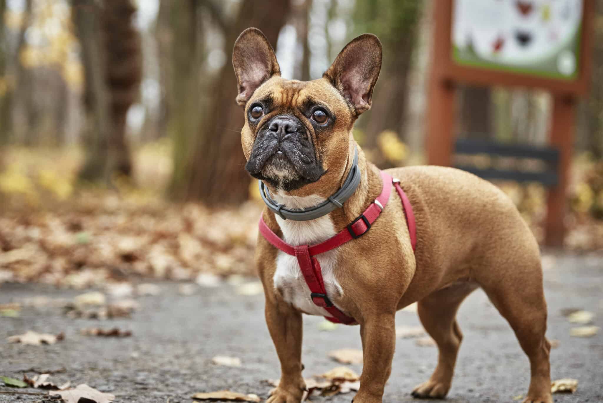 Red french bulldog origin