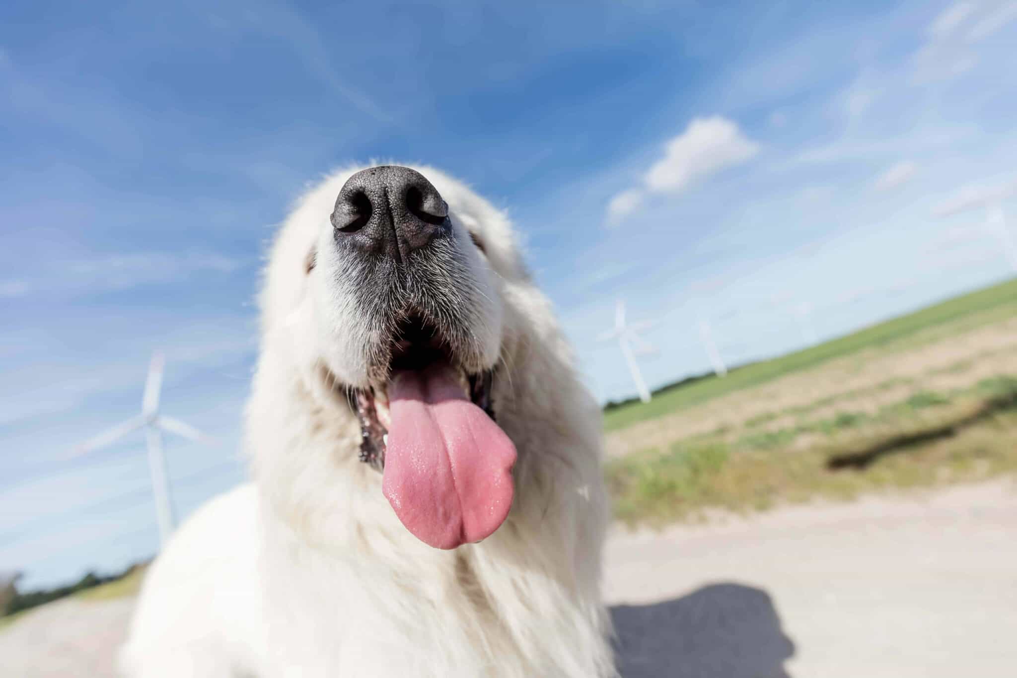 Best Collar For Long Haired Dogs