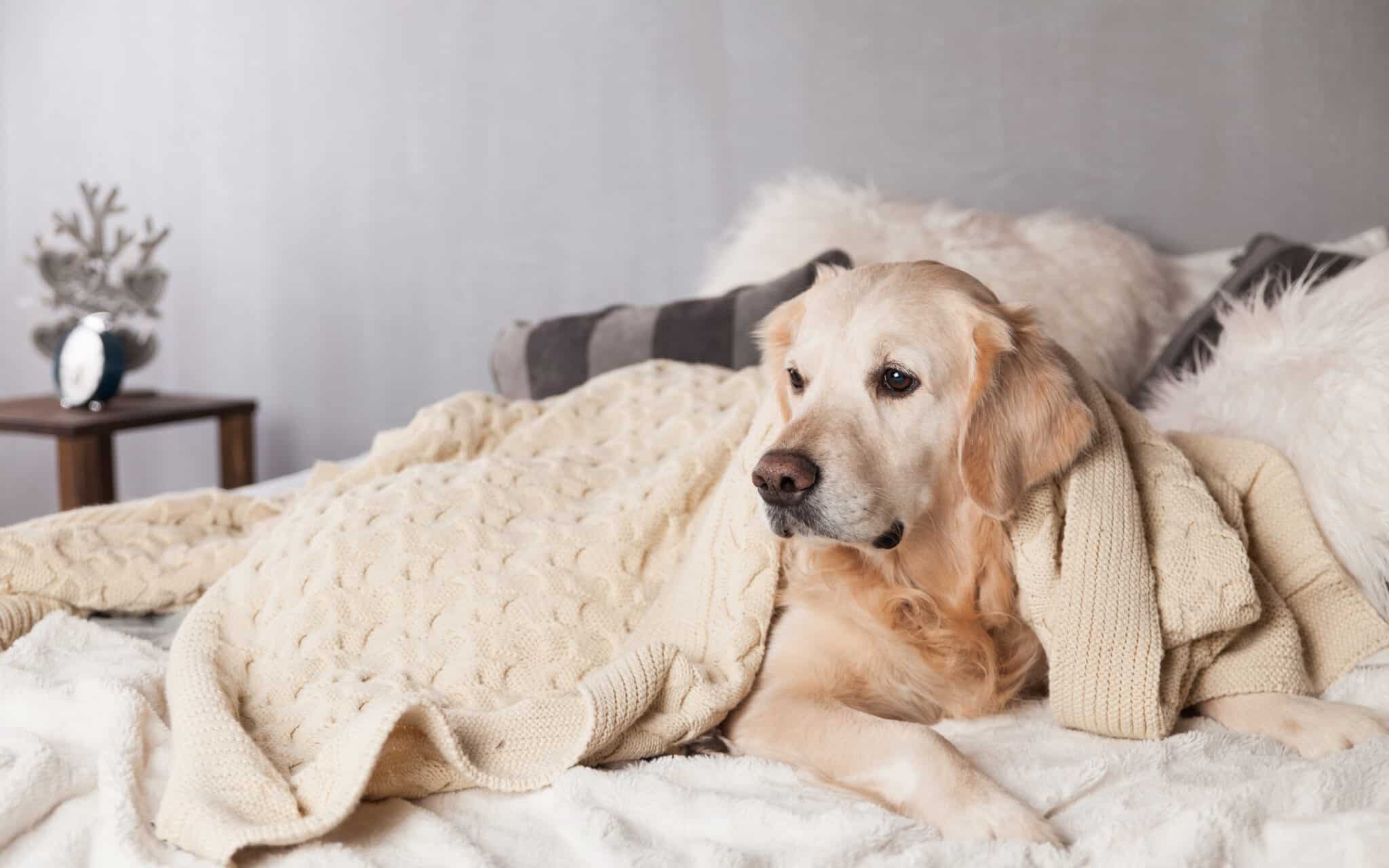 Are dogs attracted to magnets?