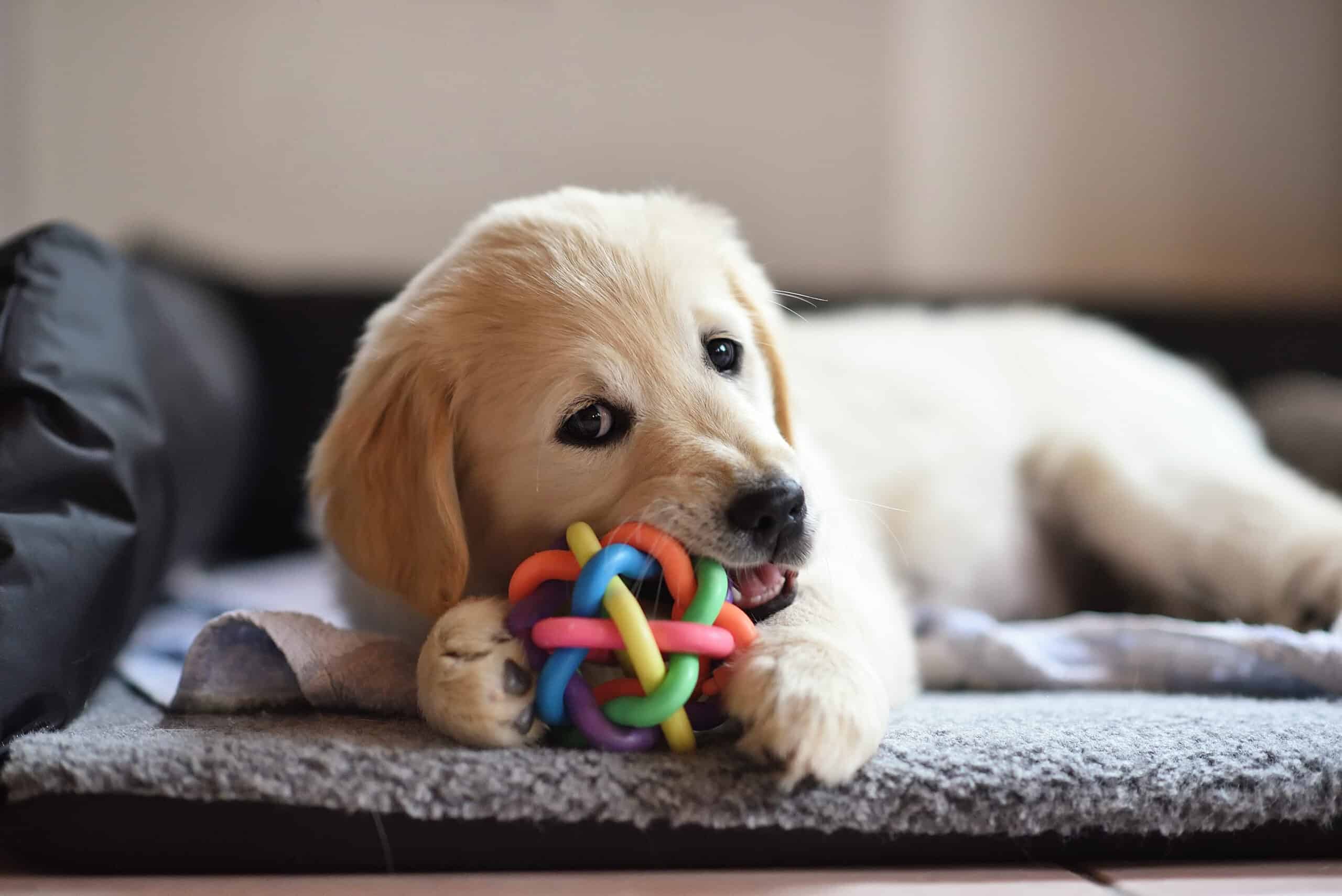 Puppy Whining While Chewing Toy