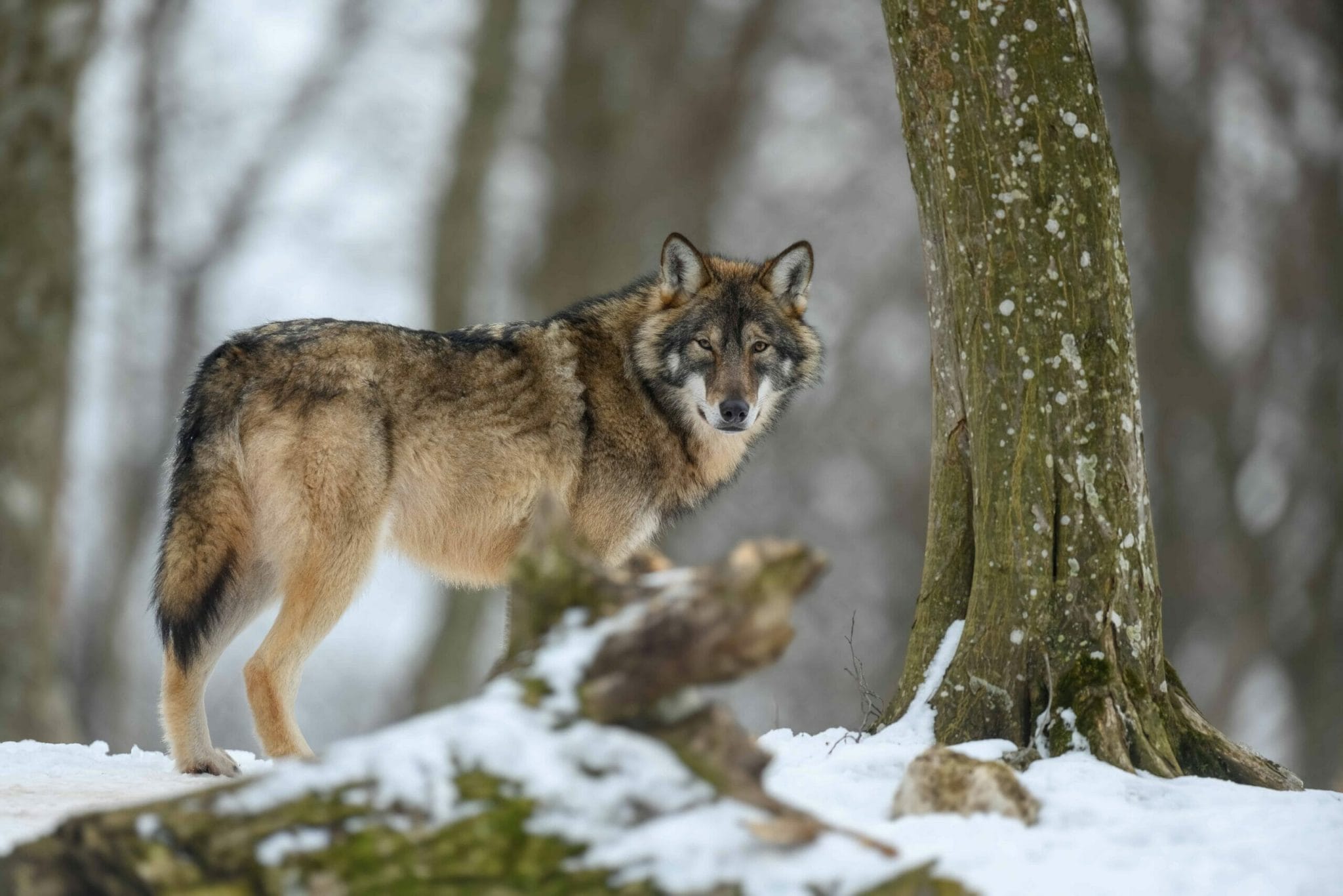 Despite their size, wolves are shy and timid creatures