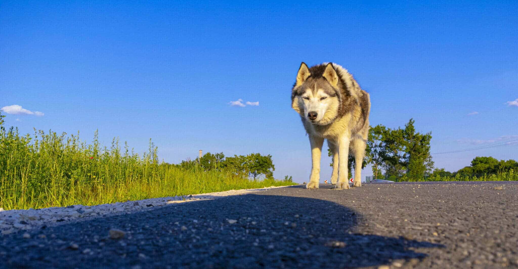 What is the tar on your dogs paws?