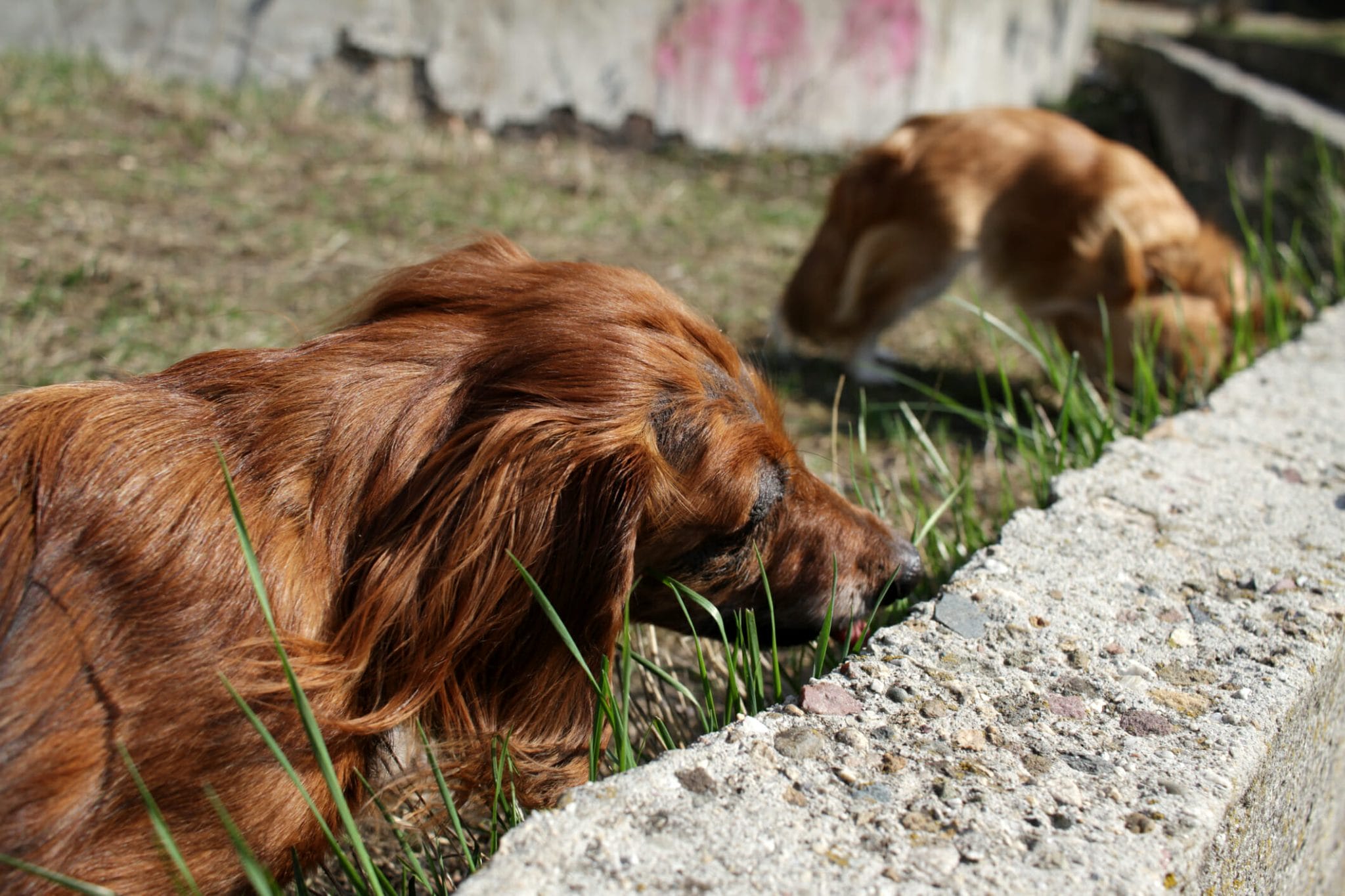 Poop Eating Deterrents For Dogs